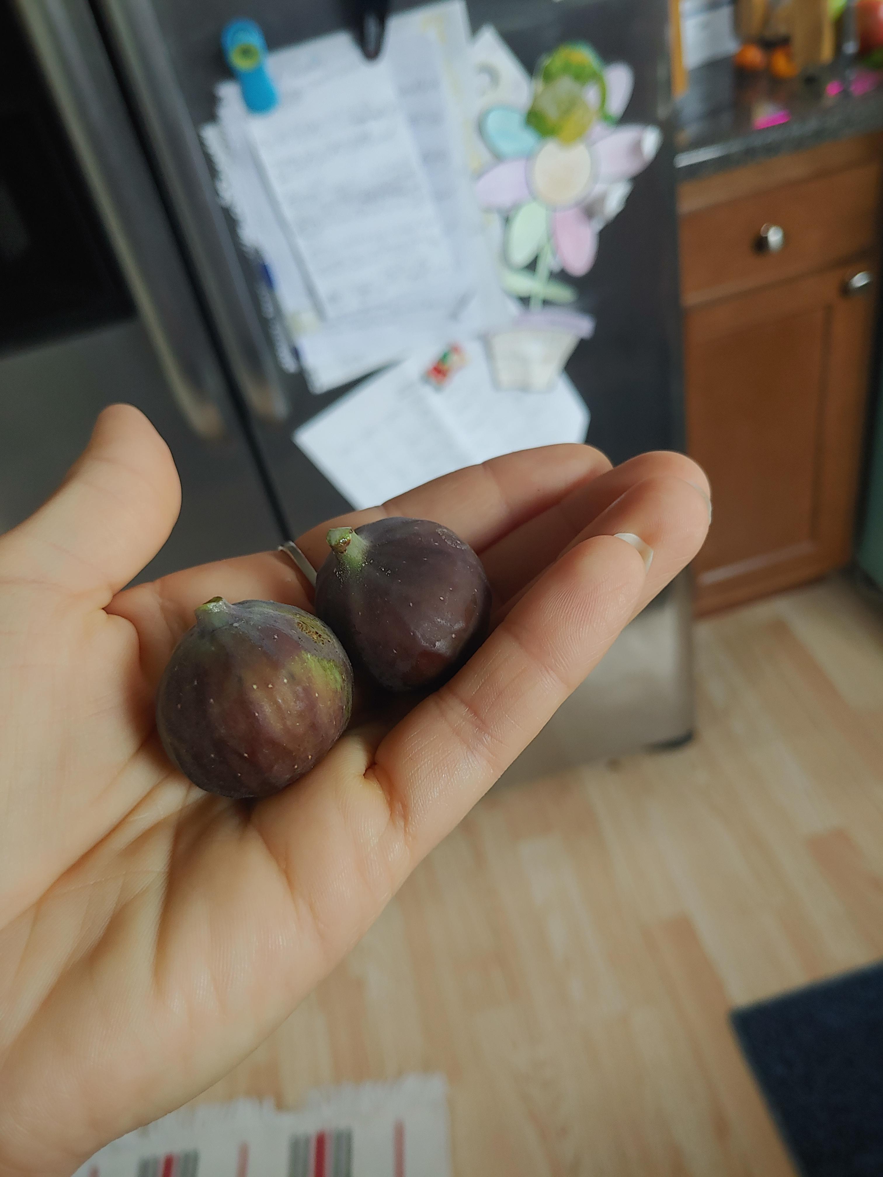 The first figs my tree has ever produced! They are tasty r/ActualHippies