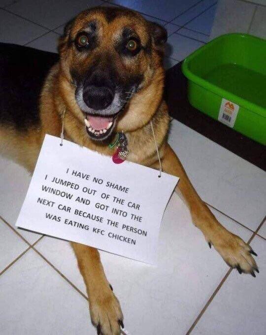 Doggo can't resist KFC r/funny