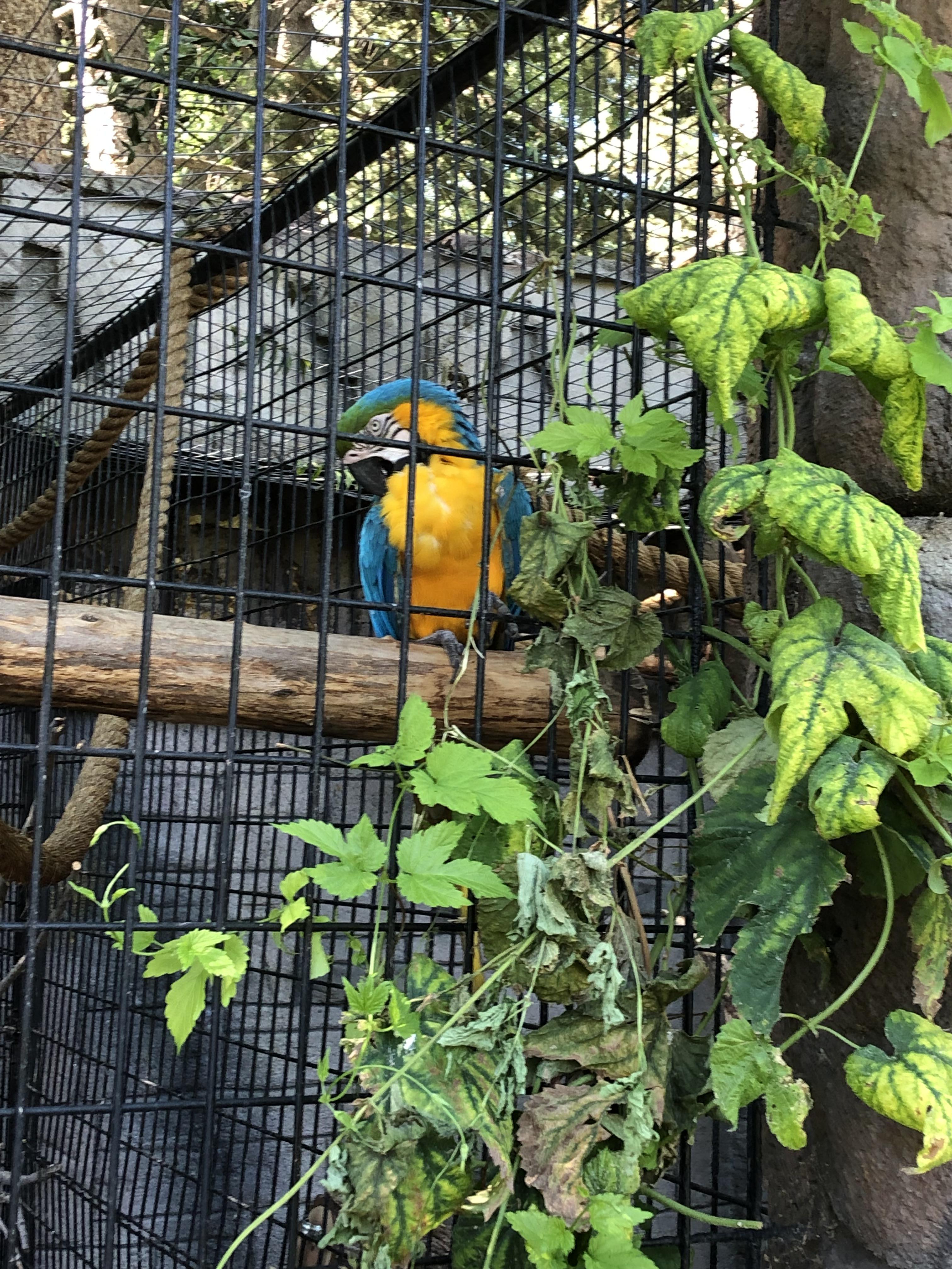 Found the real ikea bird r/LWIAY