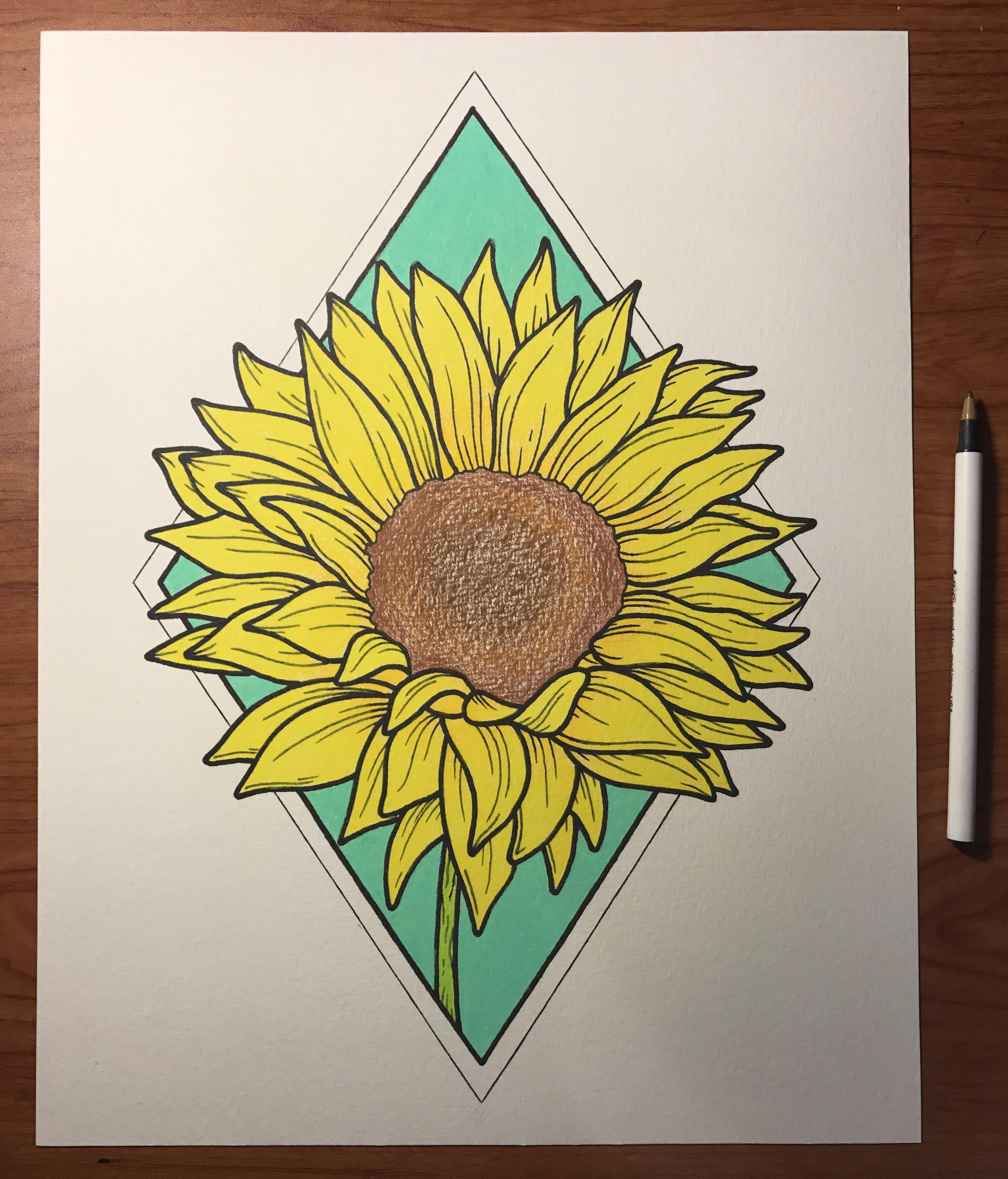 Sunflower. Colored pencil. 11x14 r/Art
