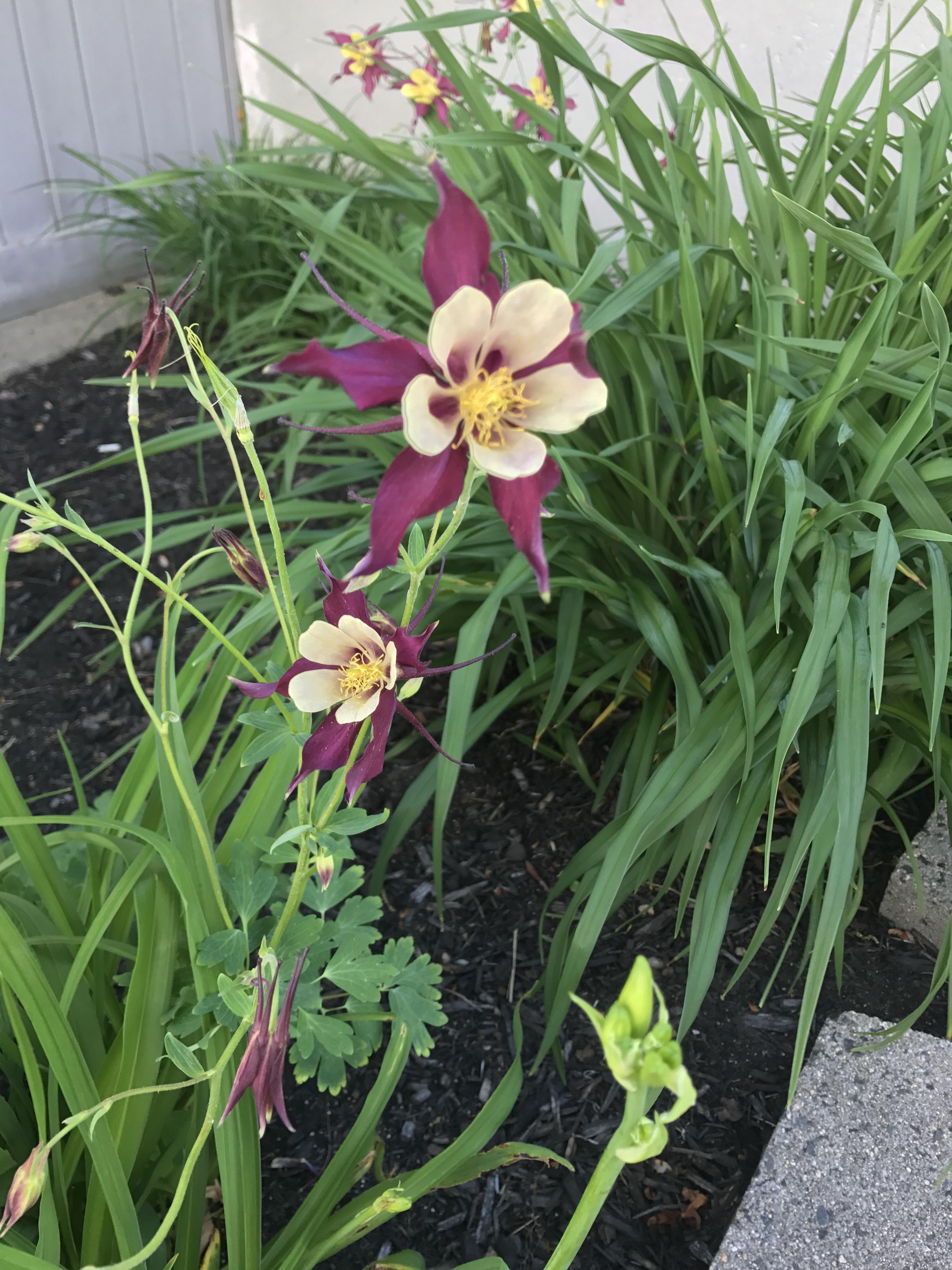 What is this beautiful flower?! Found in Maine. r/ImagesOfMaine