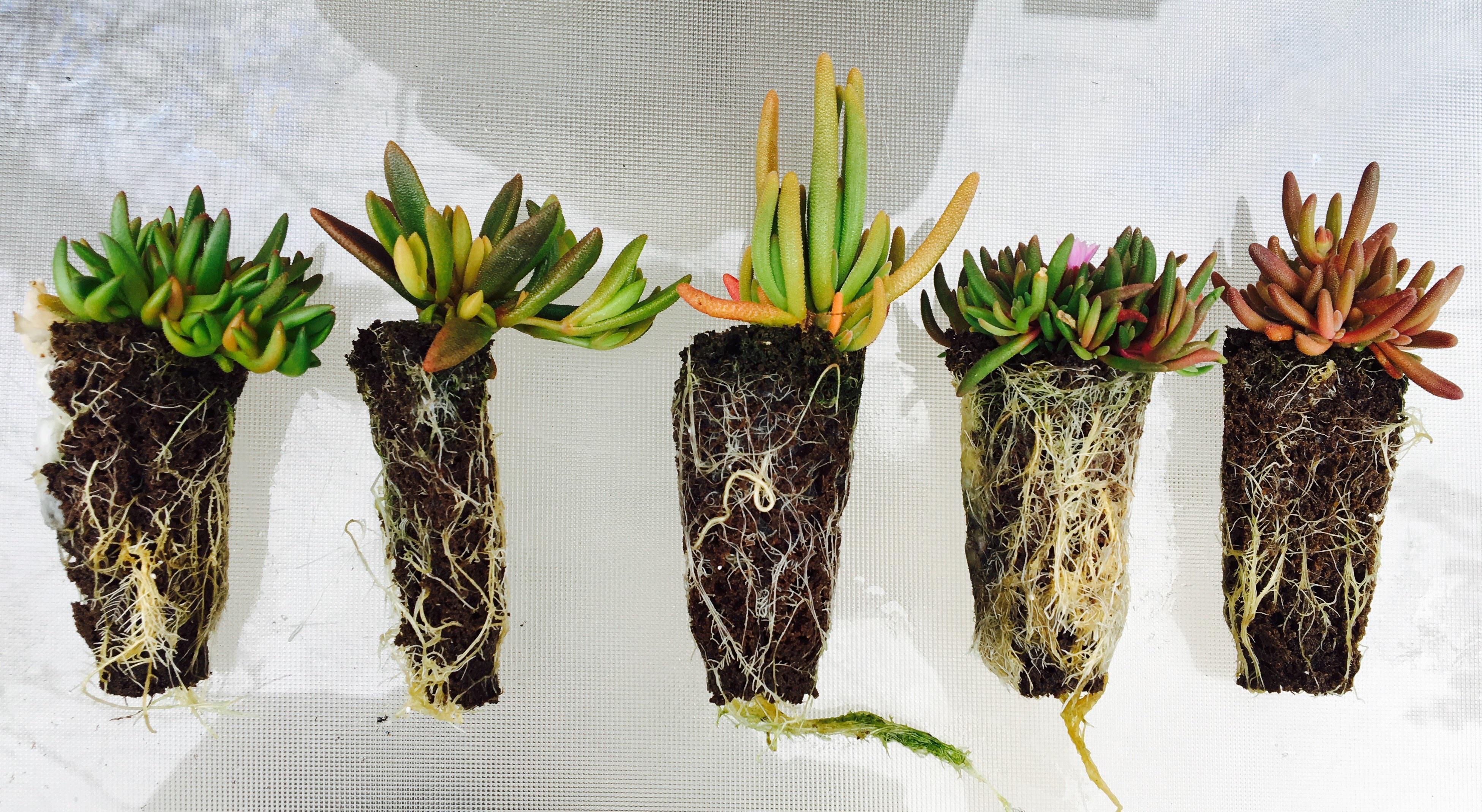 Ice plants I germinated from seed, zone 5b/6a, Upstate NY. r/zonepushers