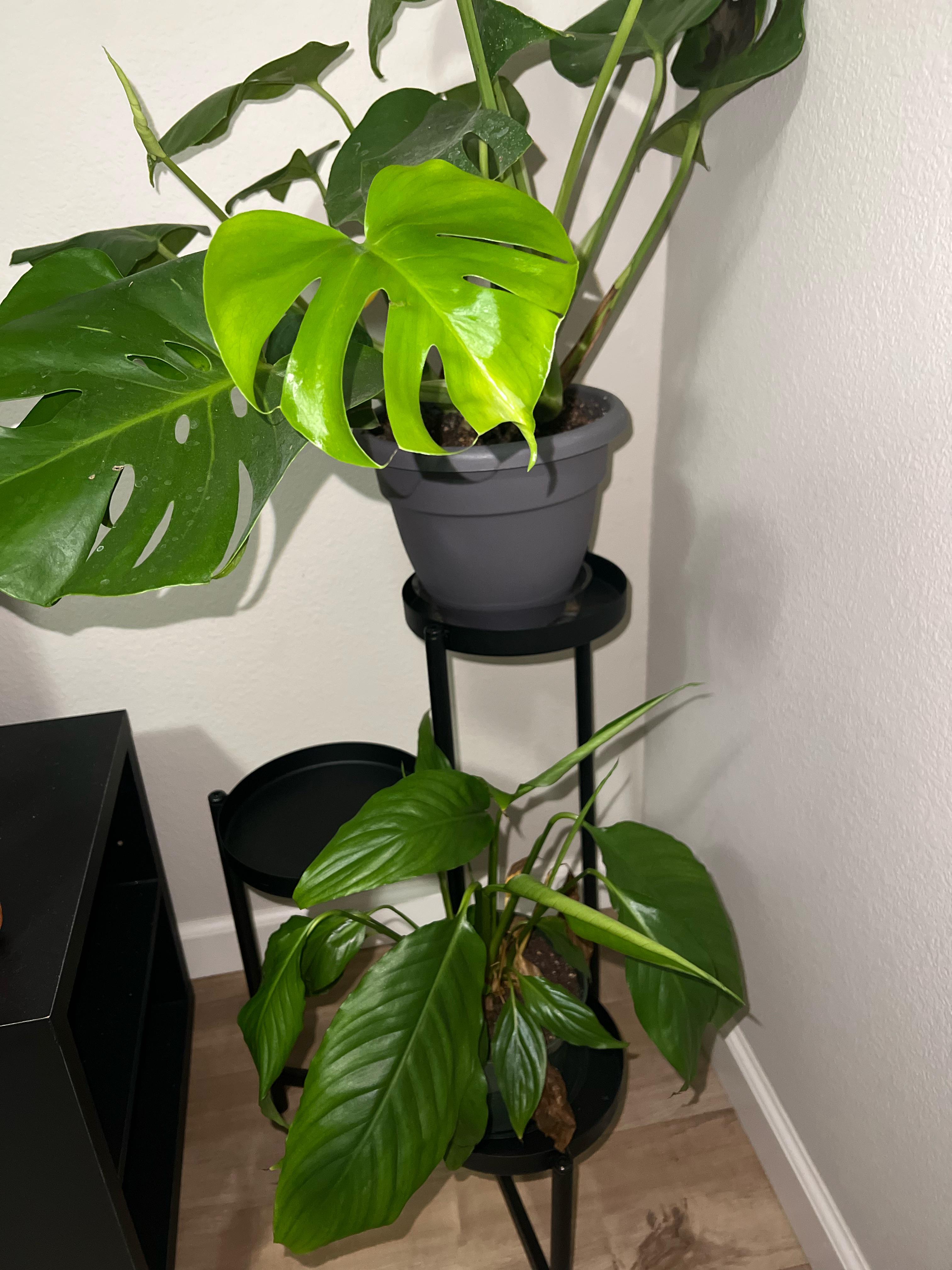 Help Identifying Houseplants r/houseplants