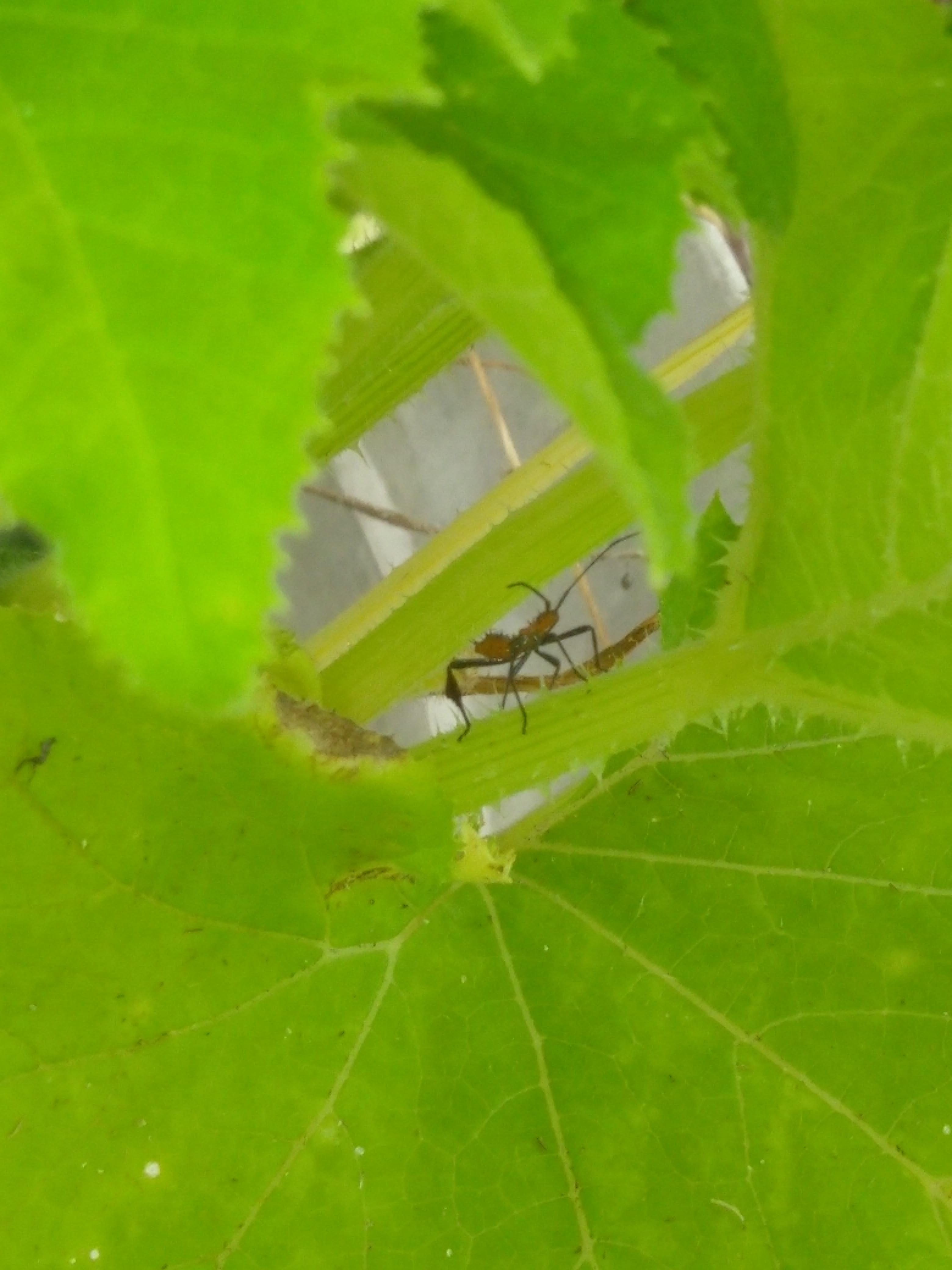 Found this orange bug with black spikes in my pumpkin. NW FL. What is