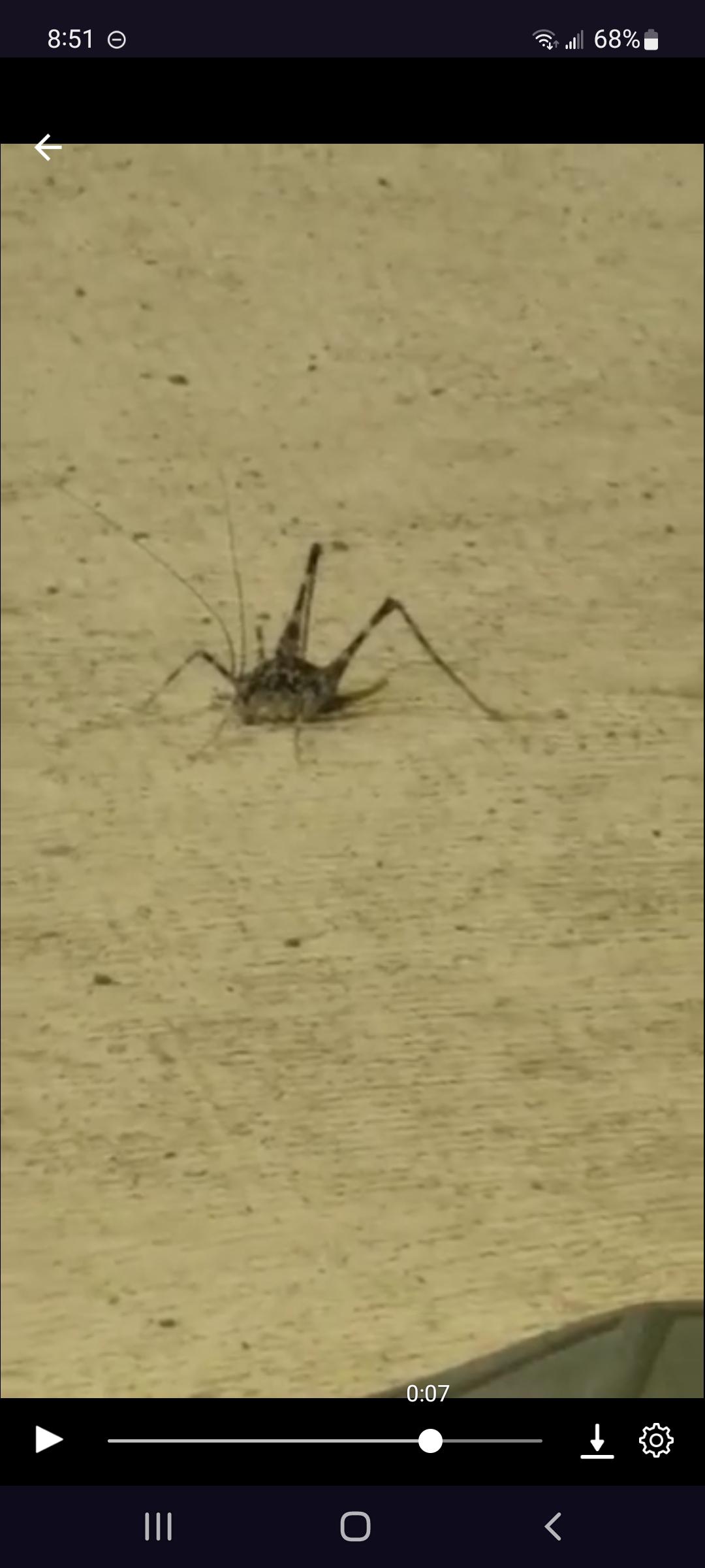 cricket spider hybrid?? bugidentification