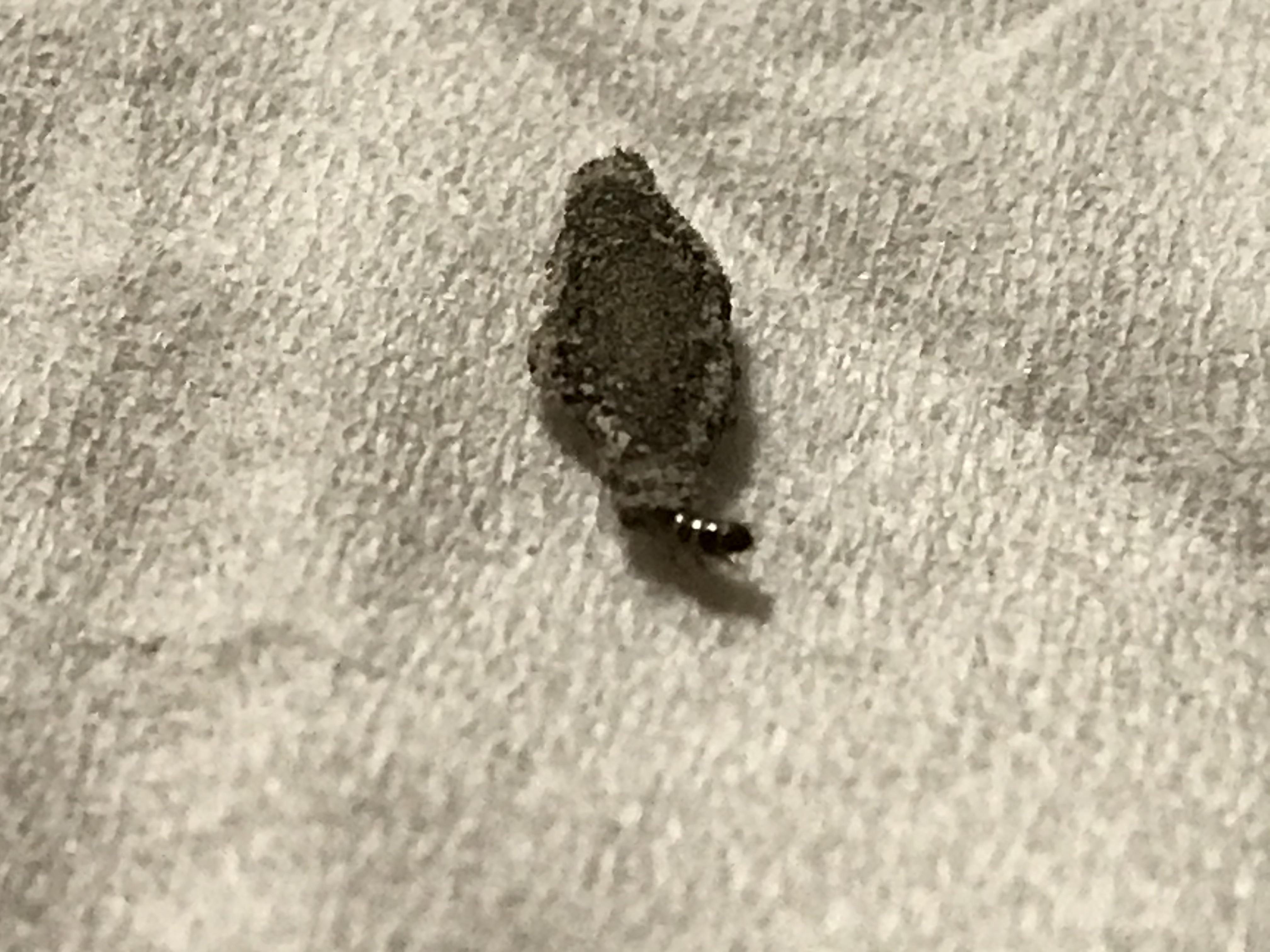 House bug Australia 1cm length weird whatsthisbug