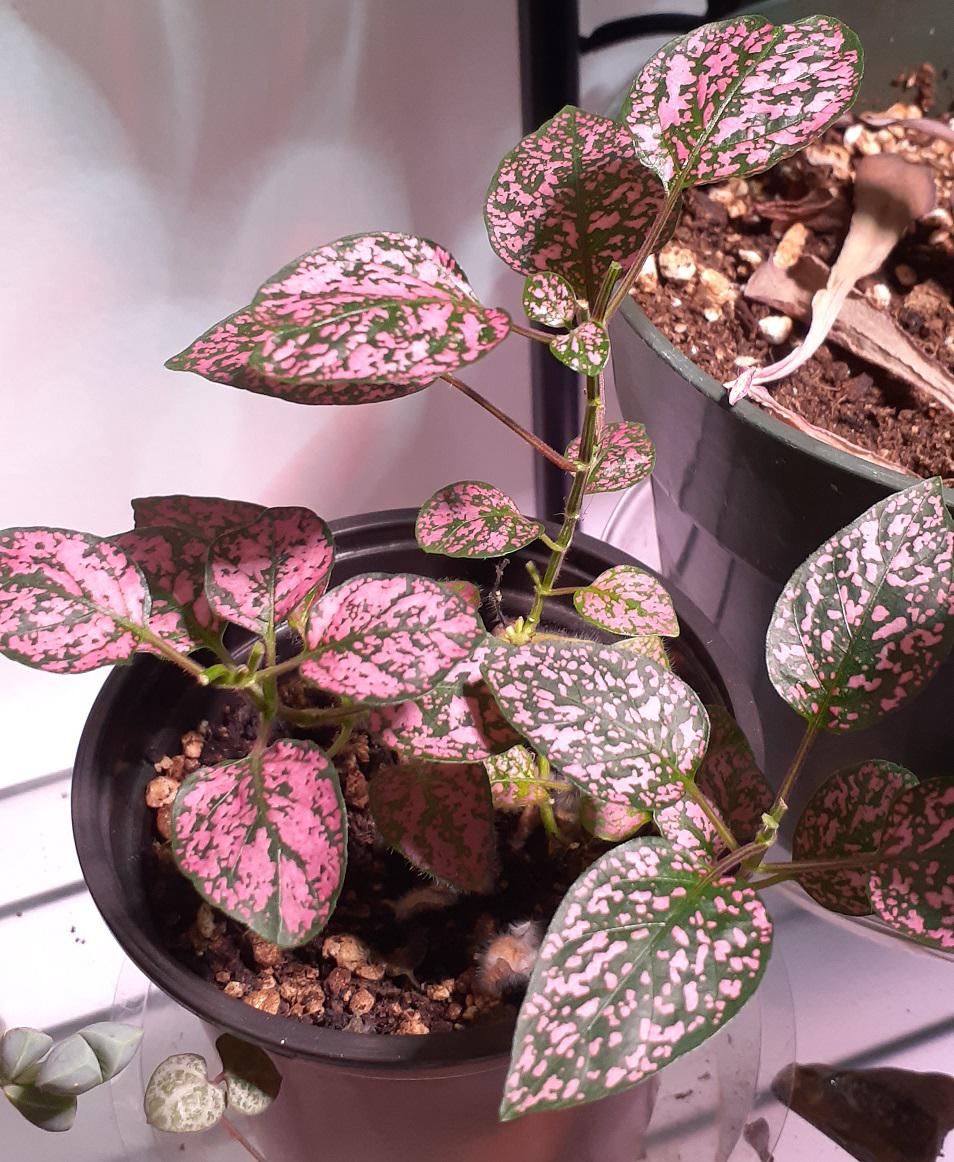 Polka Dot plant refuses to be bushy despite aggressive trimming, help