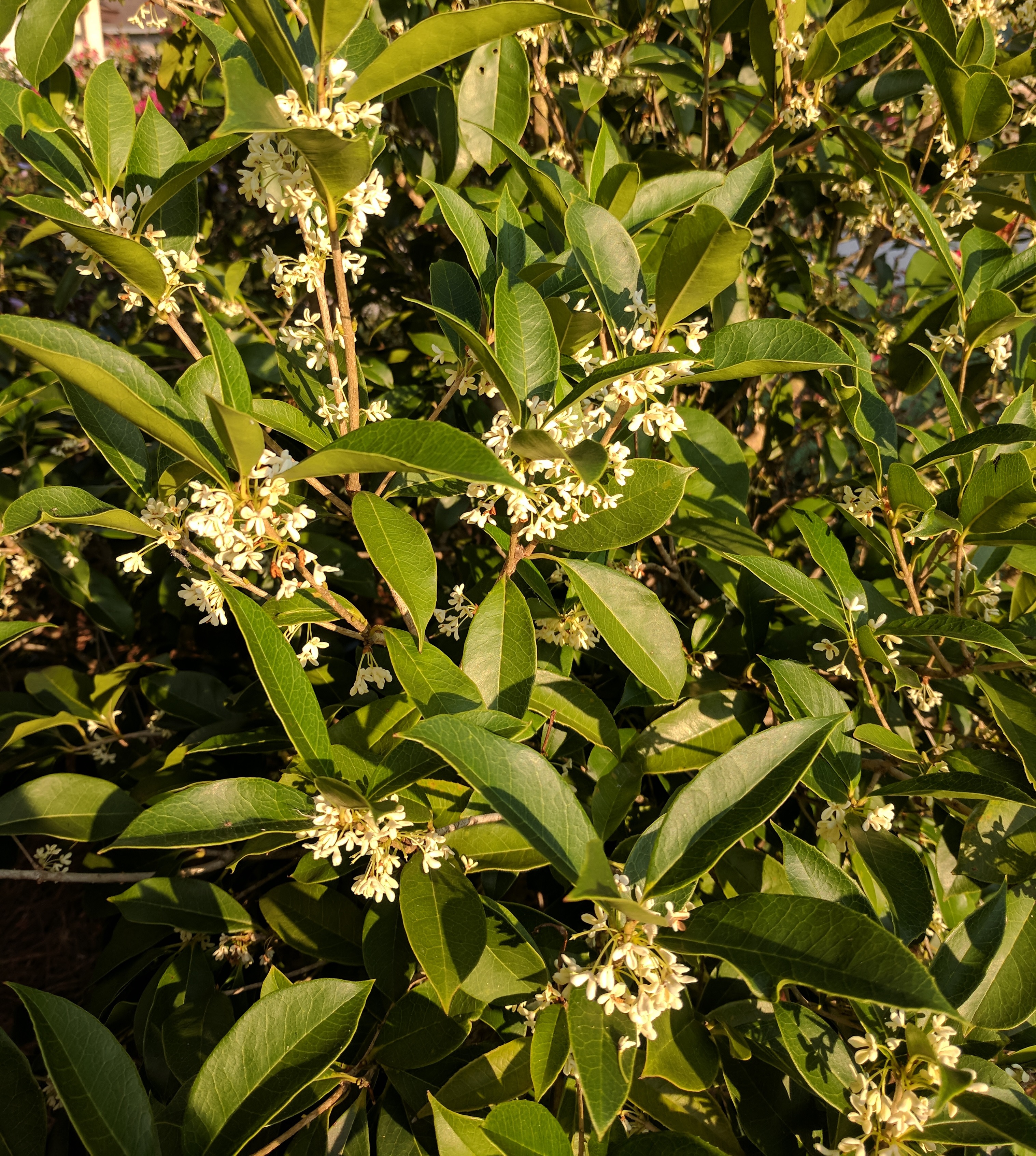 Is this Chinese Privet? It smells amazing! r/whatsthisplant