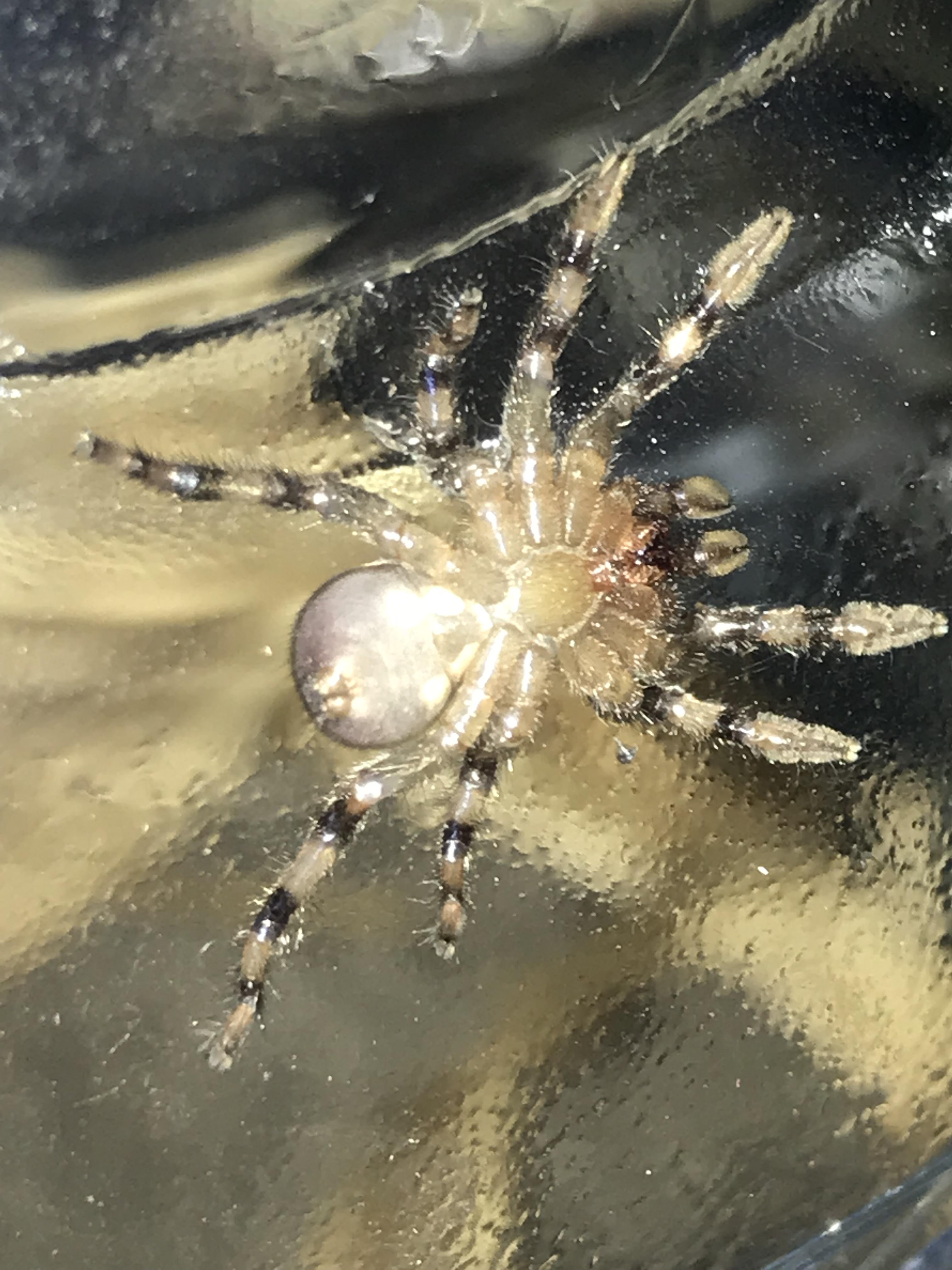 Trapdoor spider pet any hints or suggestions r/arachnids