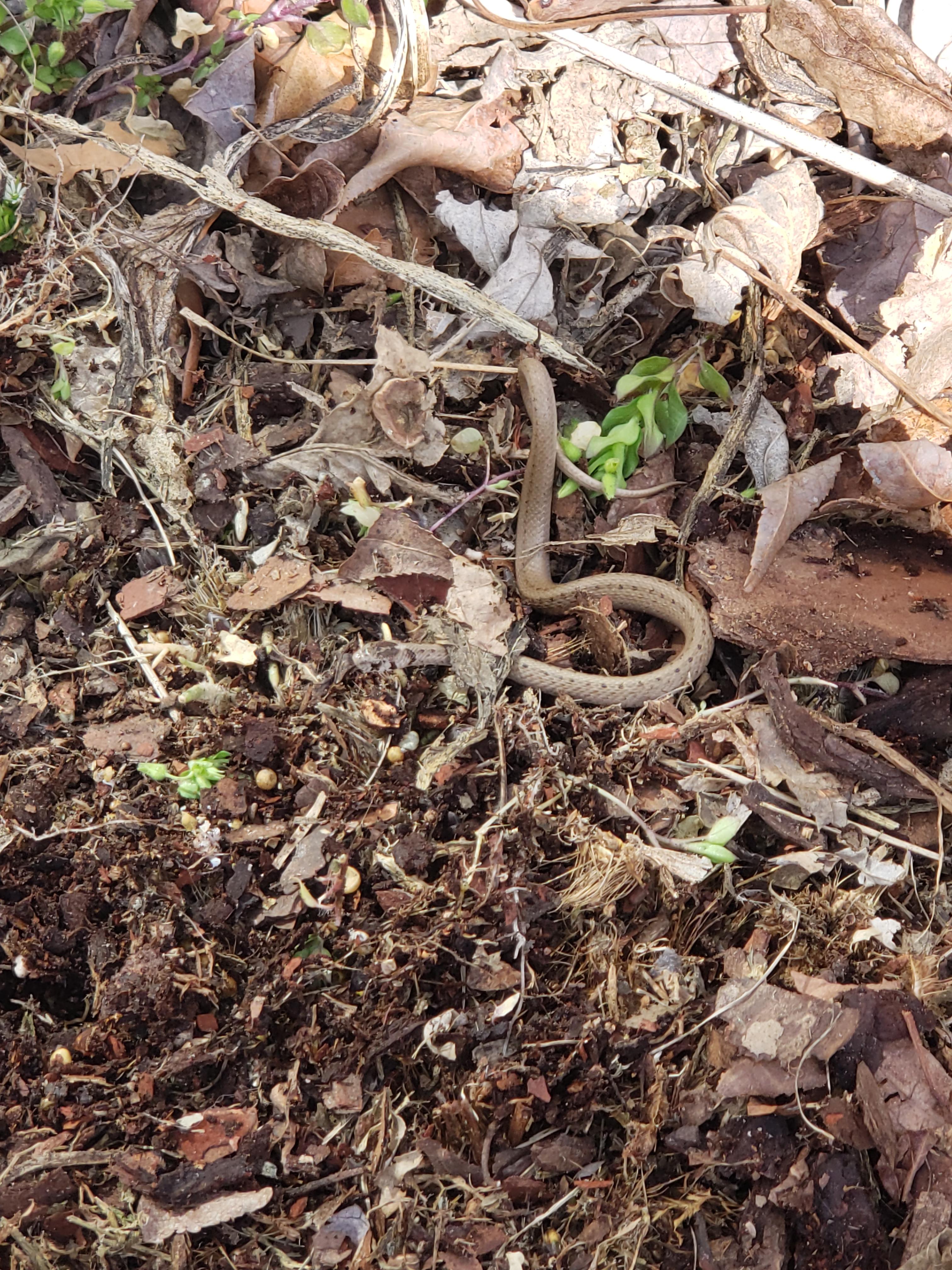 What kind of snake is this baby in my flower bed? r/snakes
