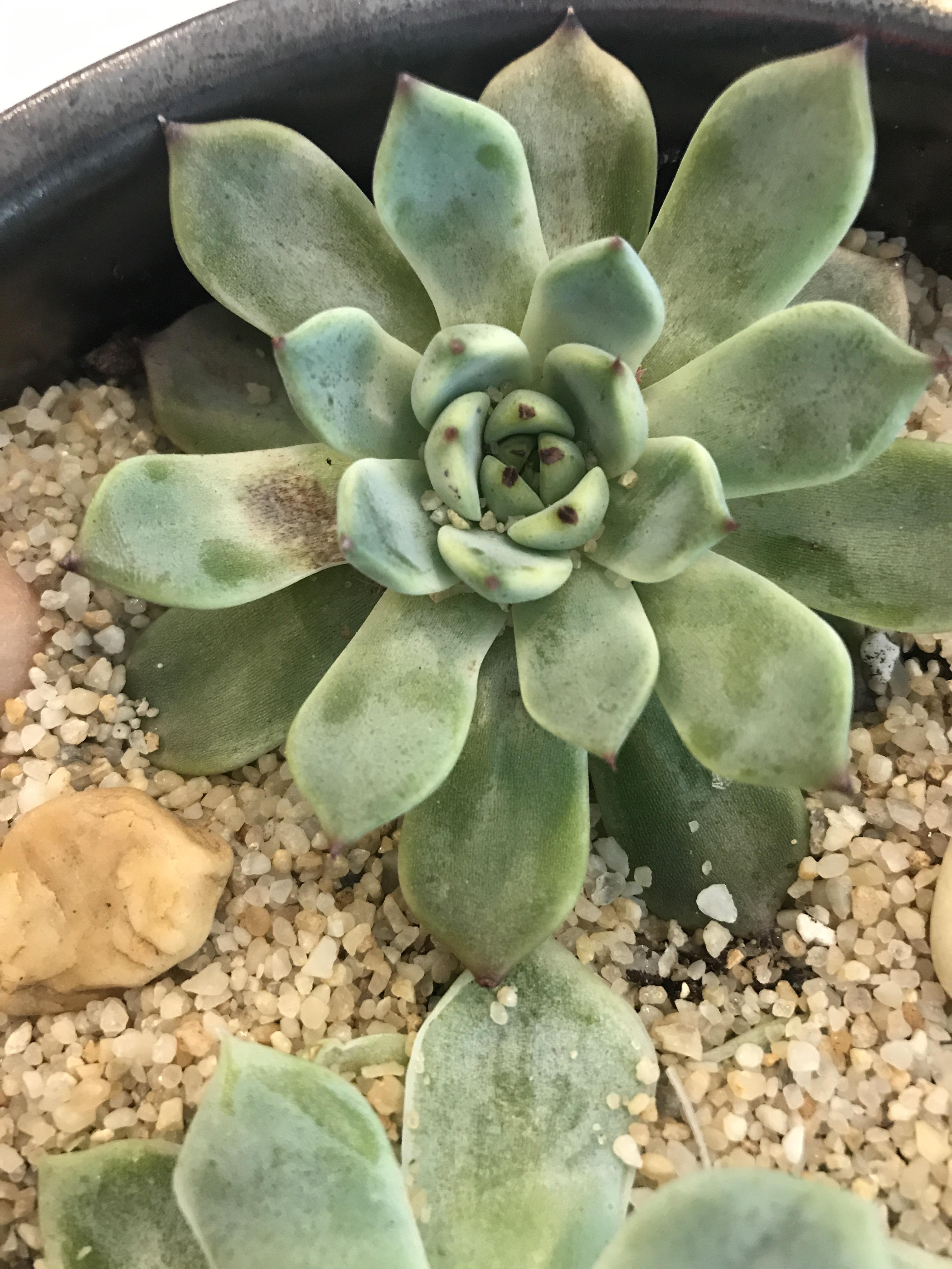 What’s that brown spot on this succulent? r/succulents