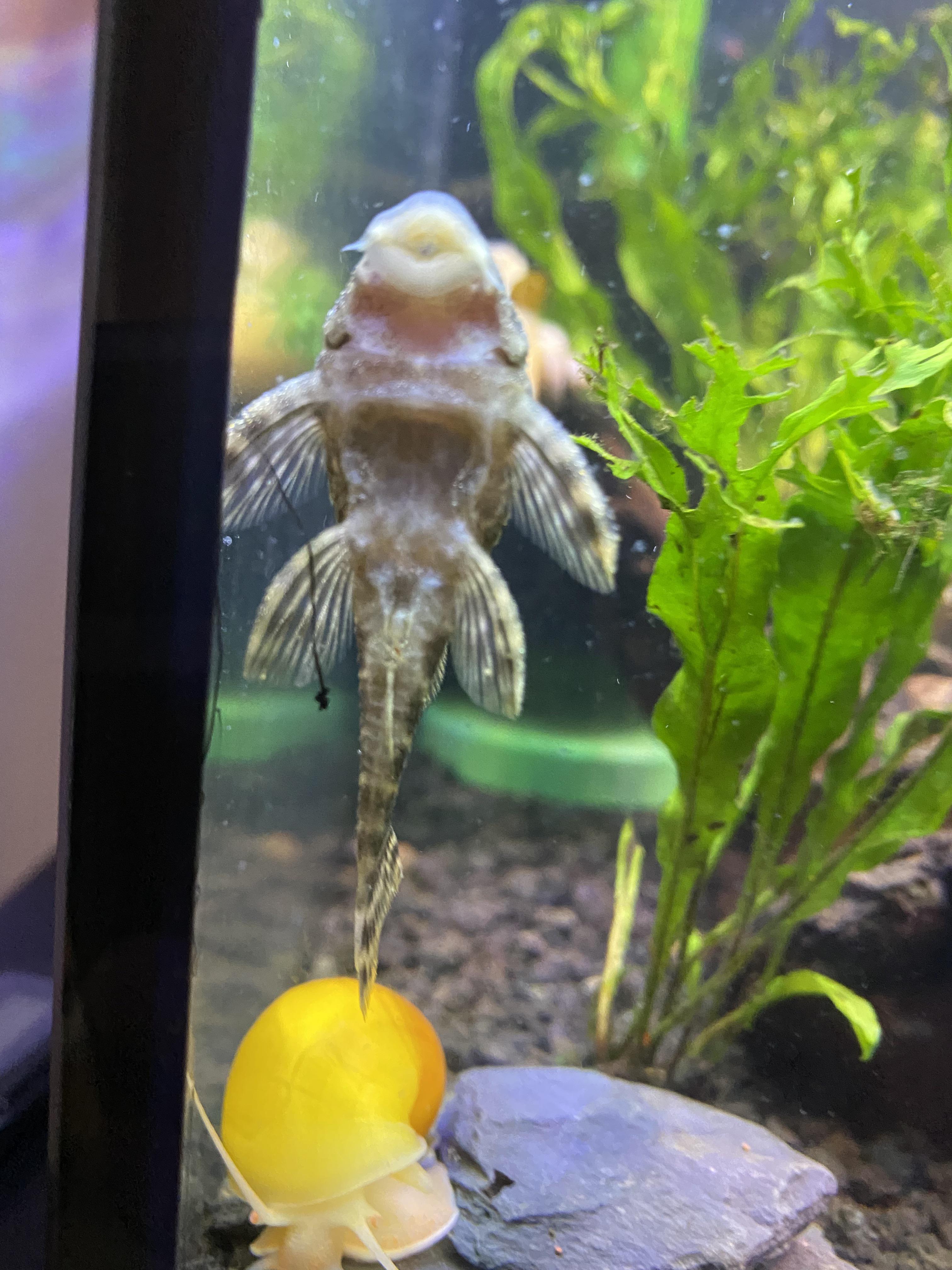 Sunken in belly! Help! r/pleco
