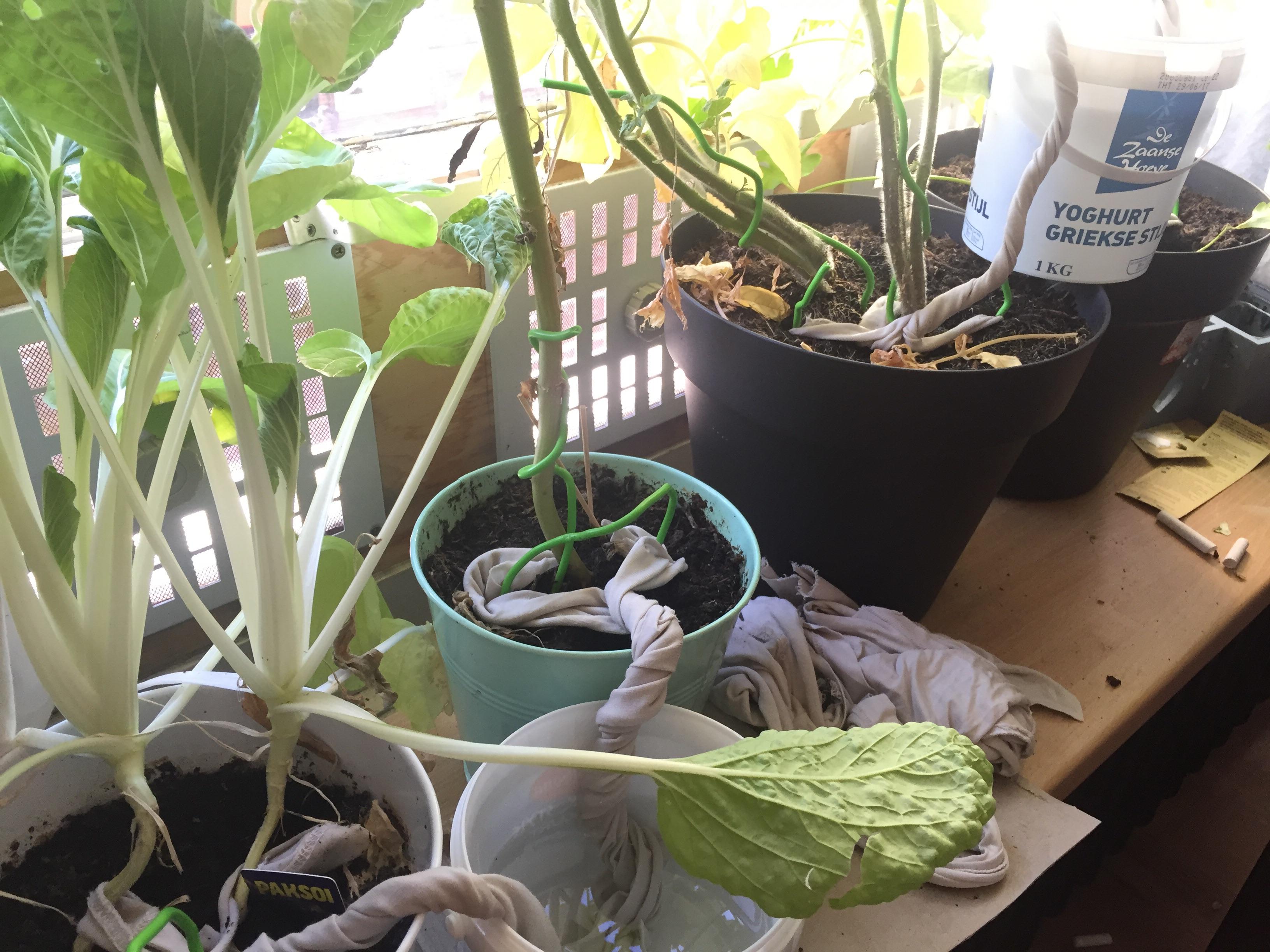 Thanks r/lifehacks I have been using this watering system with rags for