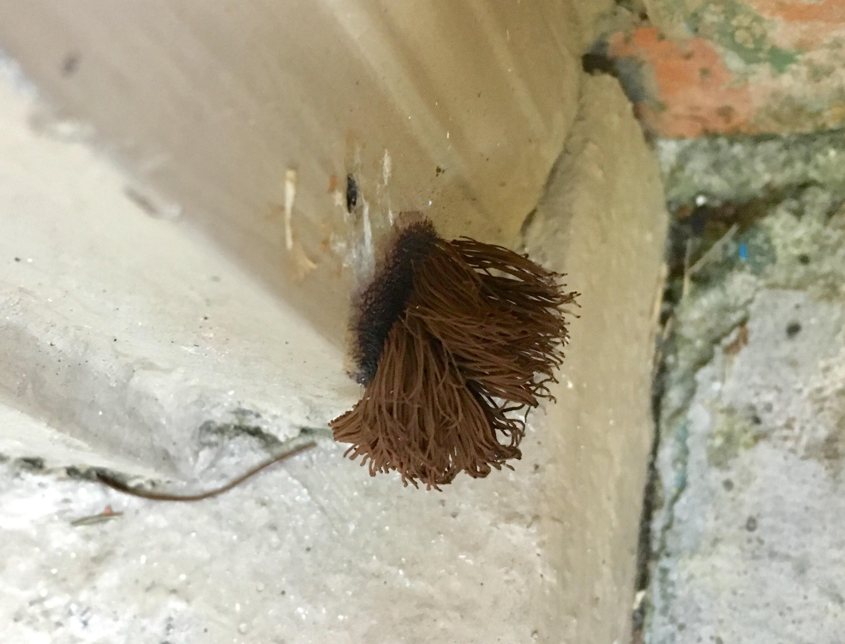 What is this Mold/fungus I just found growing on my door in Houston