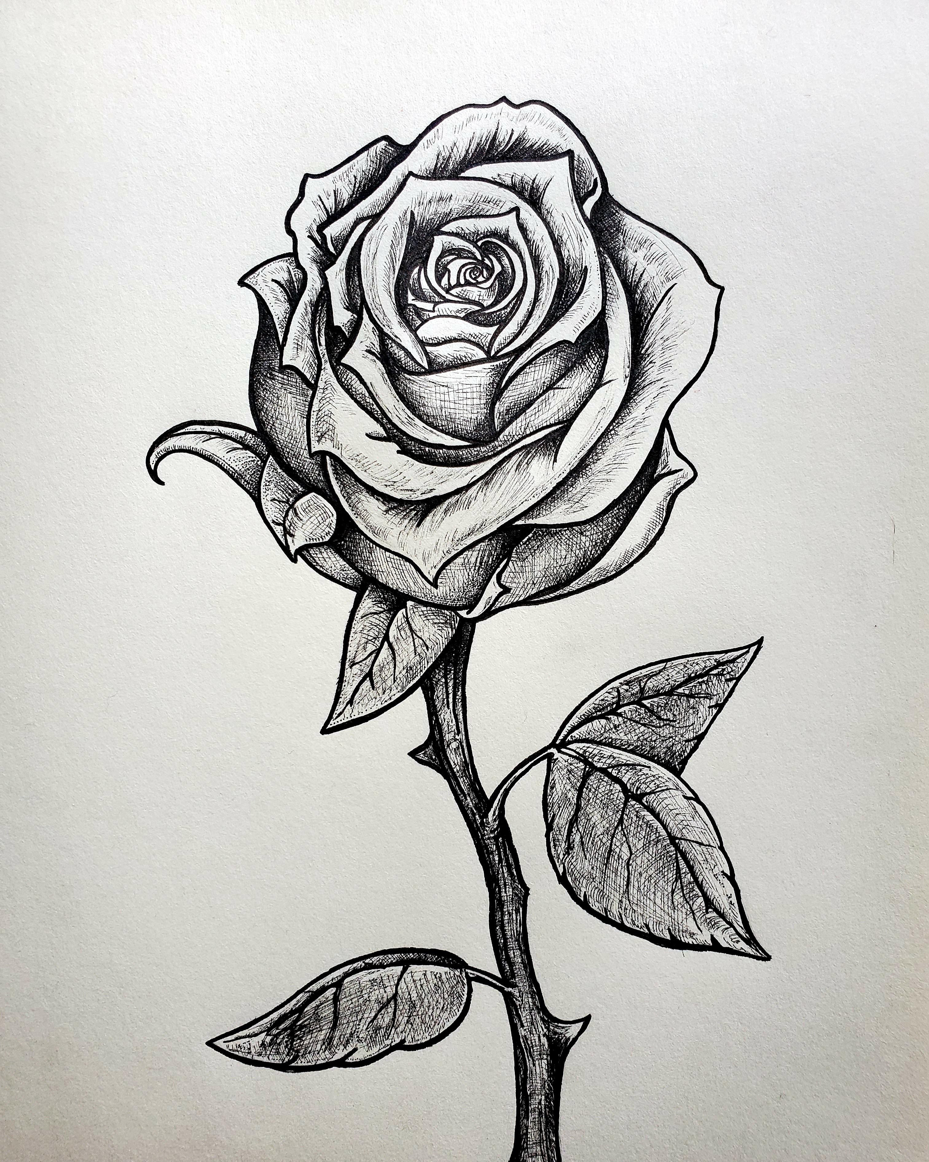 A rose illustration by me. Micron pen on paper r/Illustration