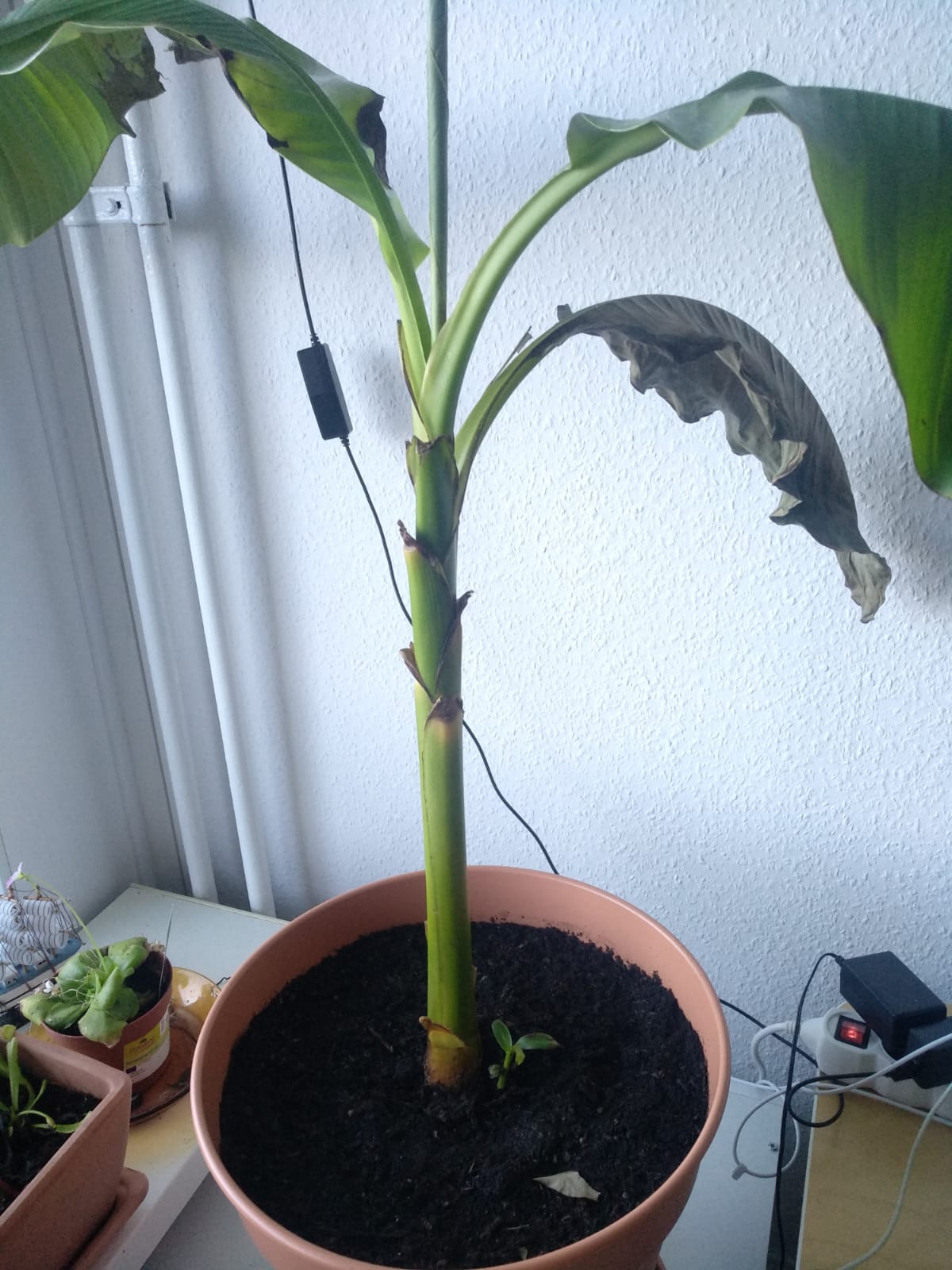 Help! Anyone know why this Banana plant is dying? r/plantclinic