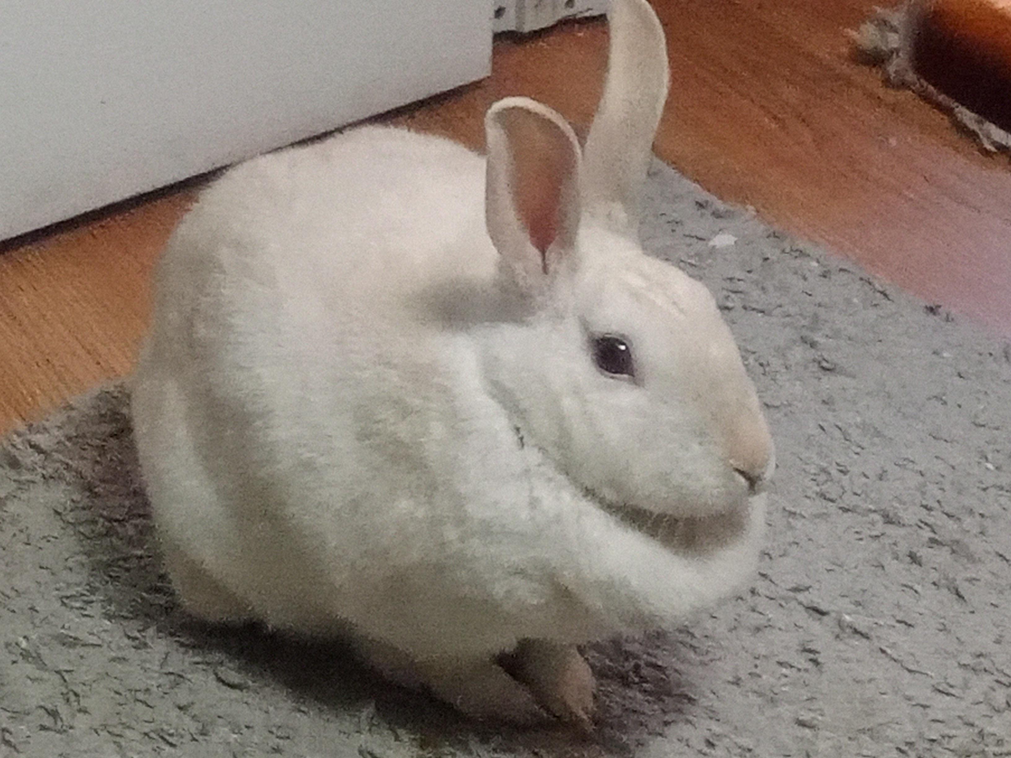 Is my rabbit fat? r/Rabbits