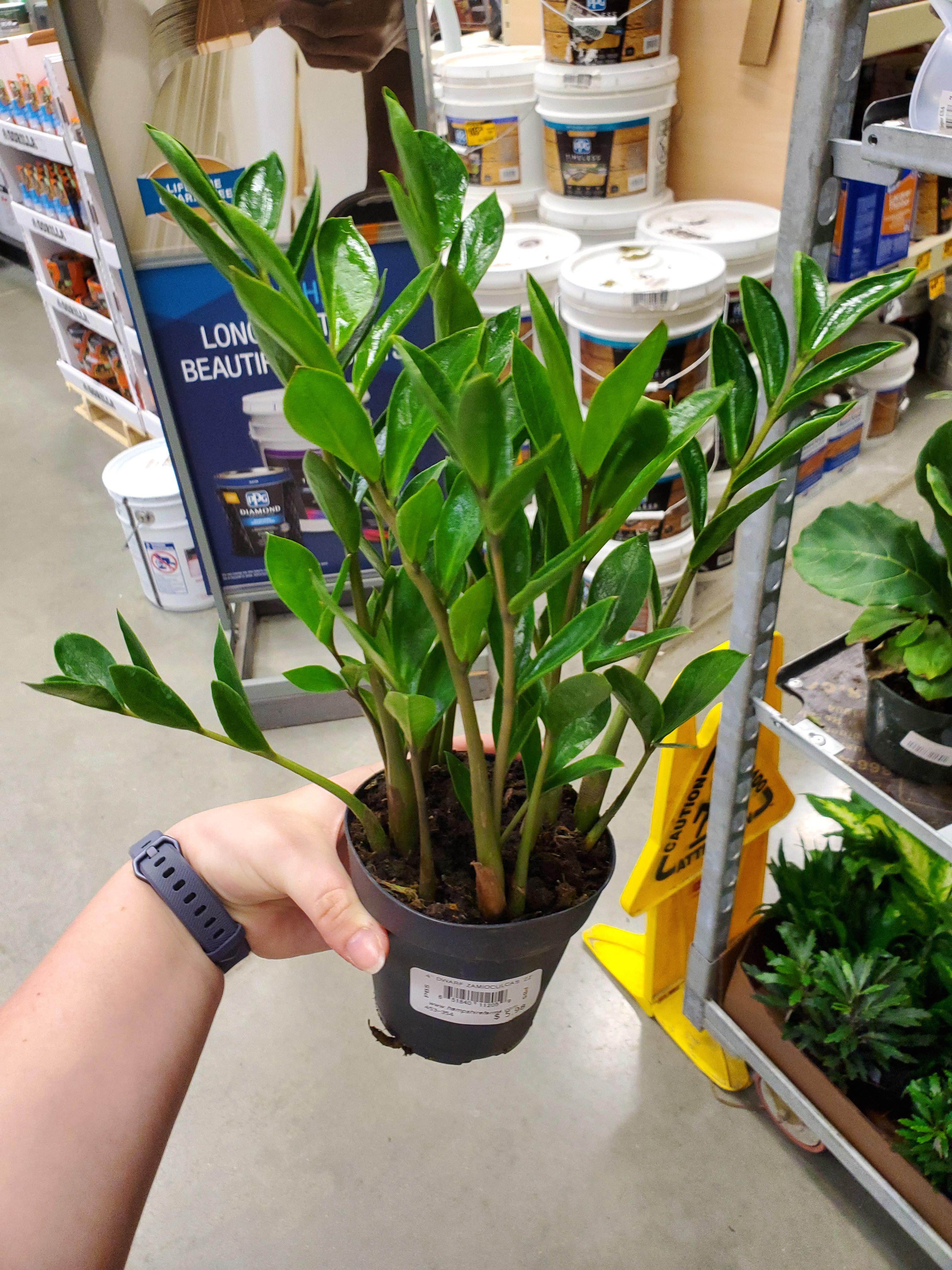 "dwarf zz plants" at home depot. are they zenzis? r/houseplants