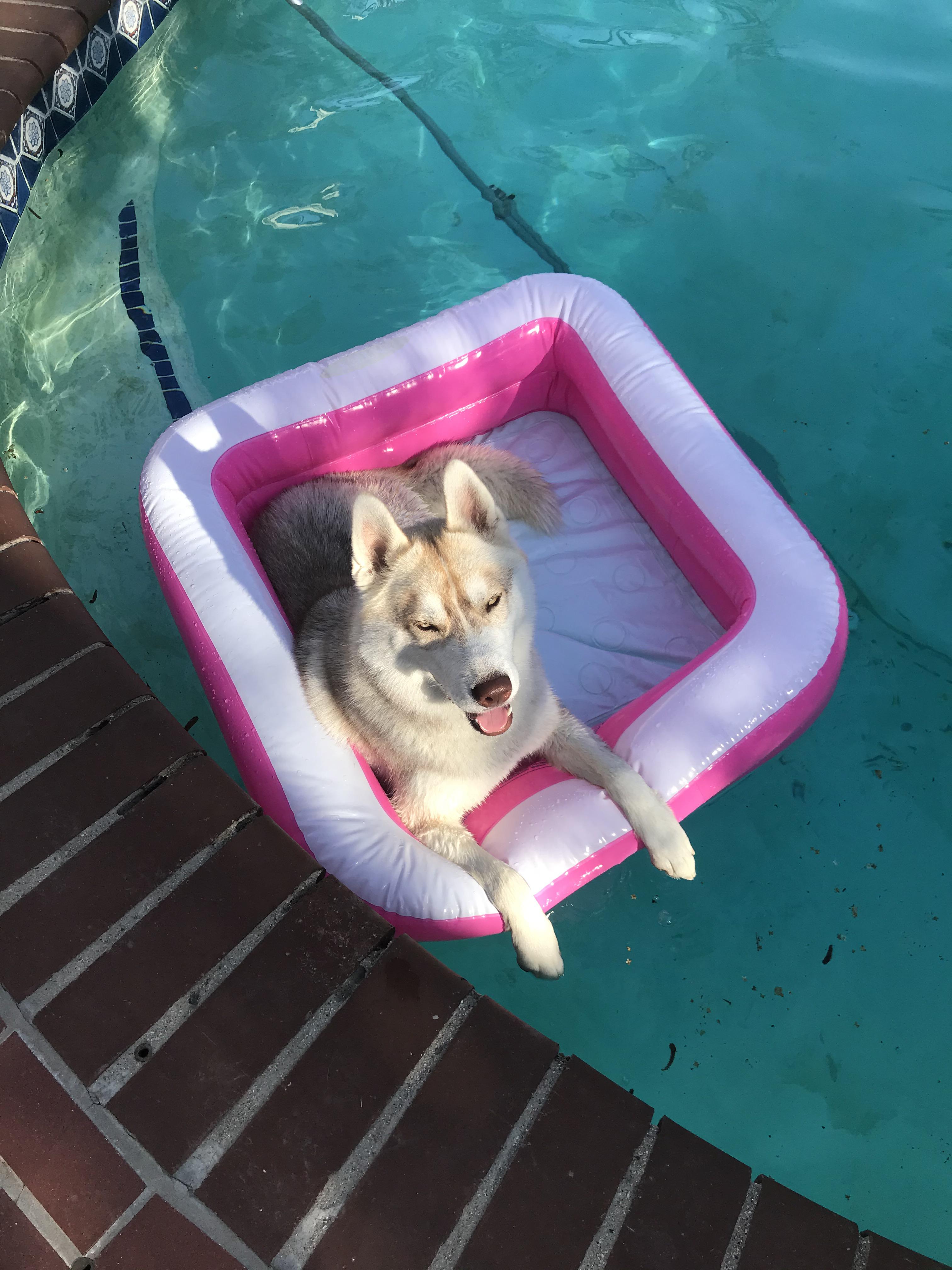 Repurposed the kiddie pool as a floating dog bed r/siberianhusky