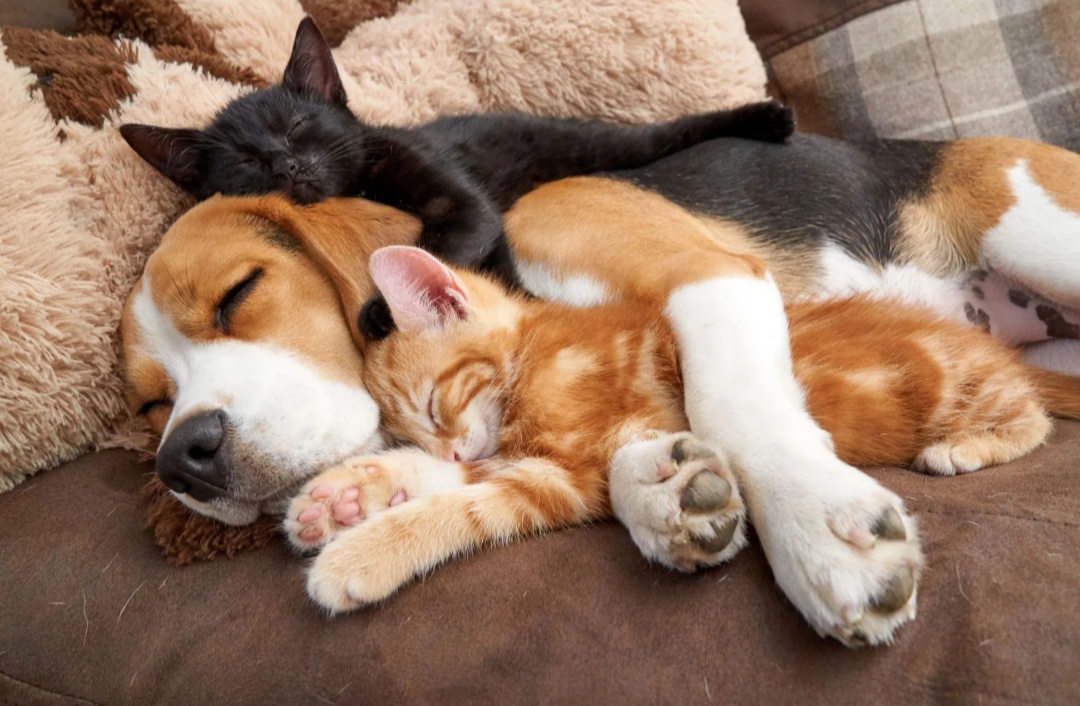 There's one thing better than a dog and a cat being best friends a dog