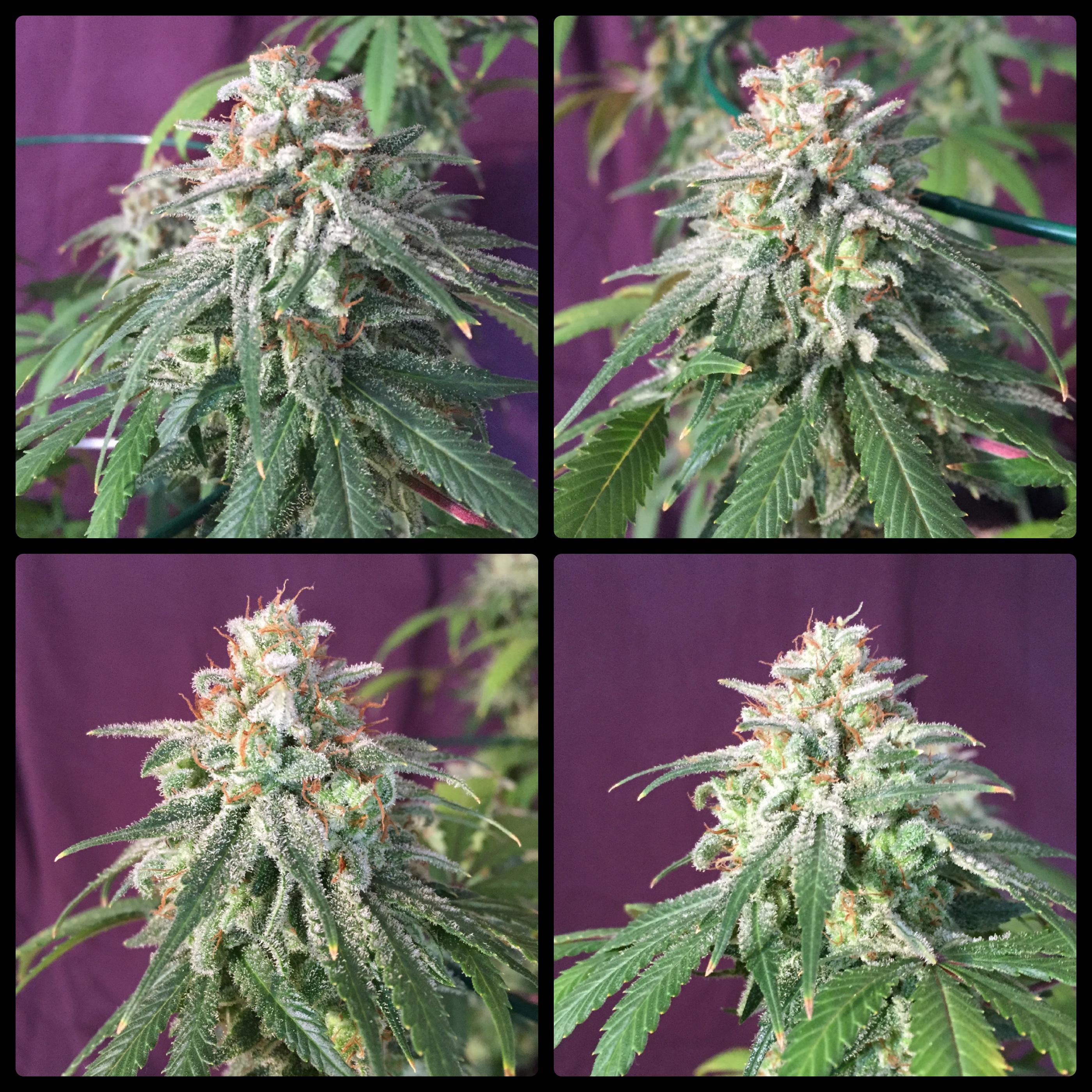 Gorilla Zkittlez (F64 Canuk Seeds) prechop shots r/microgrowery