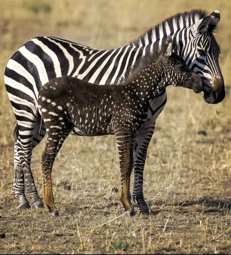 🔥 rare polka dotted zebra foal in Kenyan National Preserve r