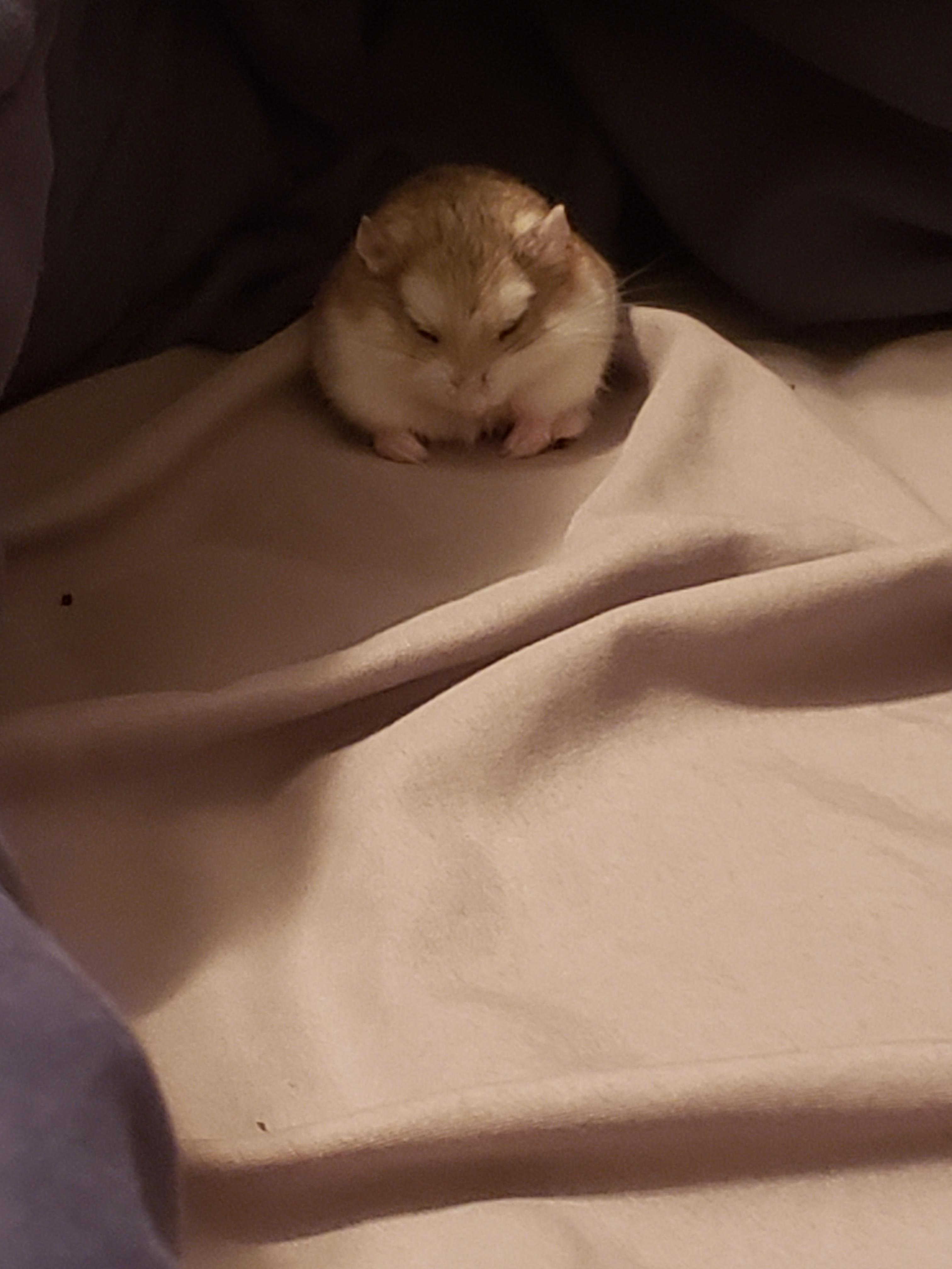 My little chunk fell asleep on my bed 🙂 r/hamsters