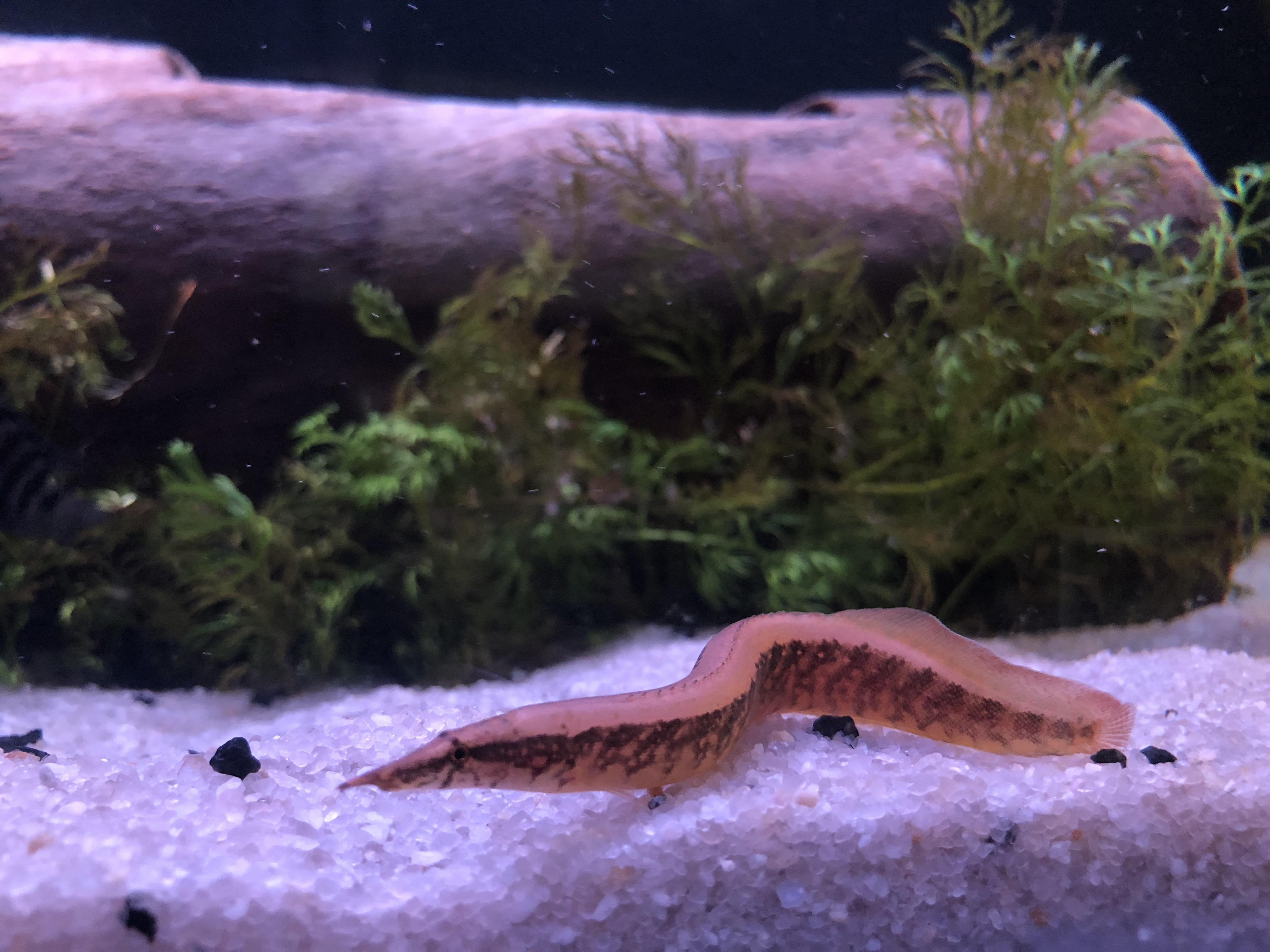 Zig Zag Eel, 54 OFF tecnico.aspillagahornauer.cl