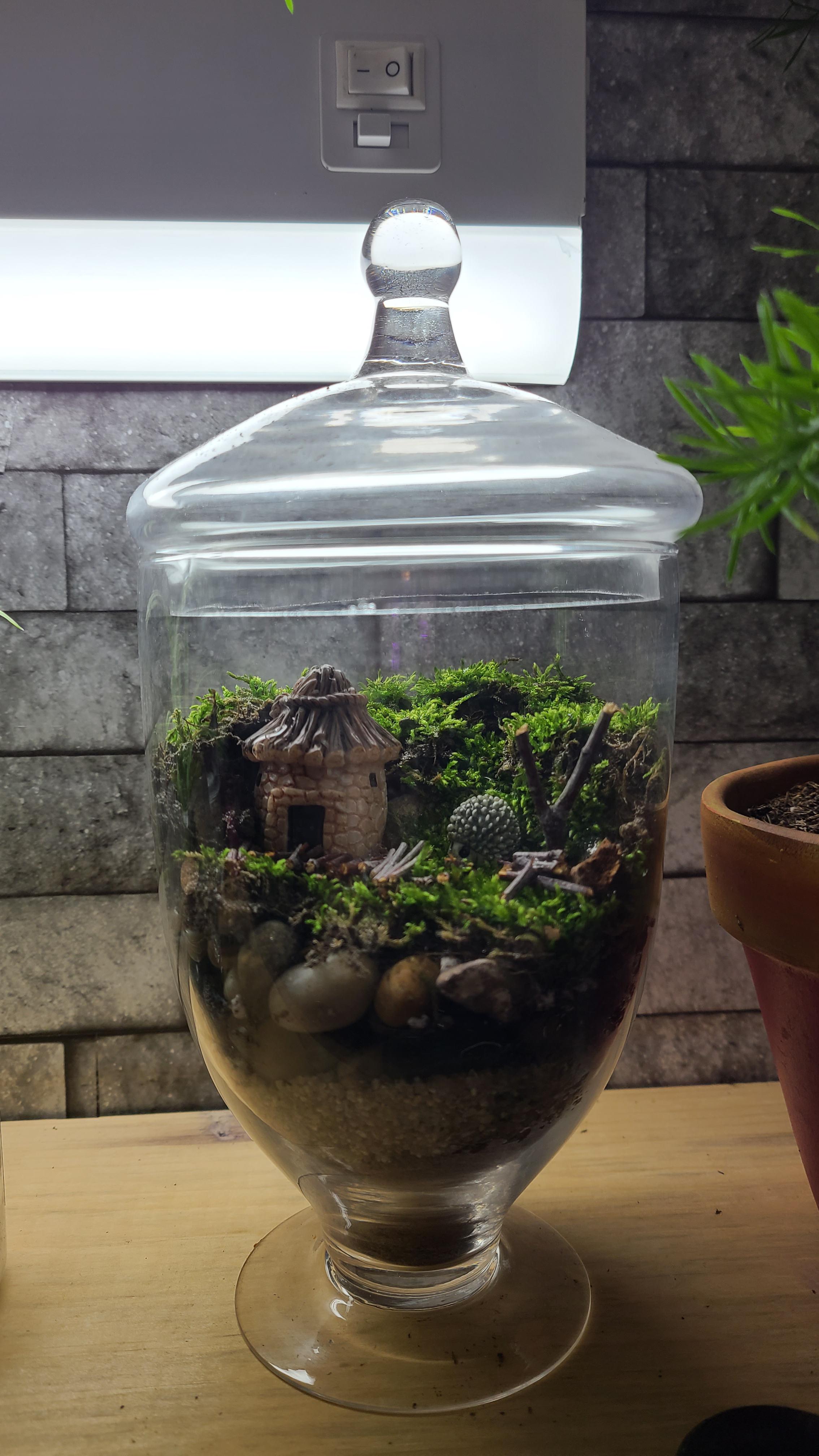 my very first moss terrarium. wondering how often to water it? and any