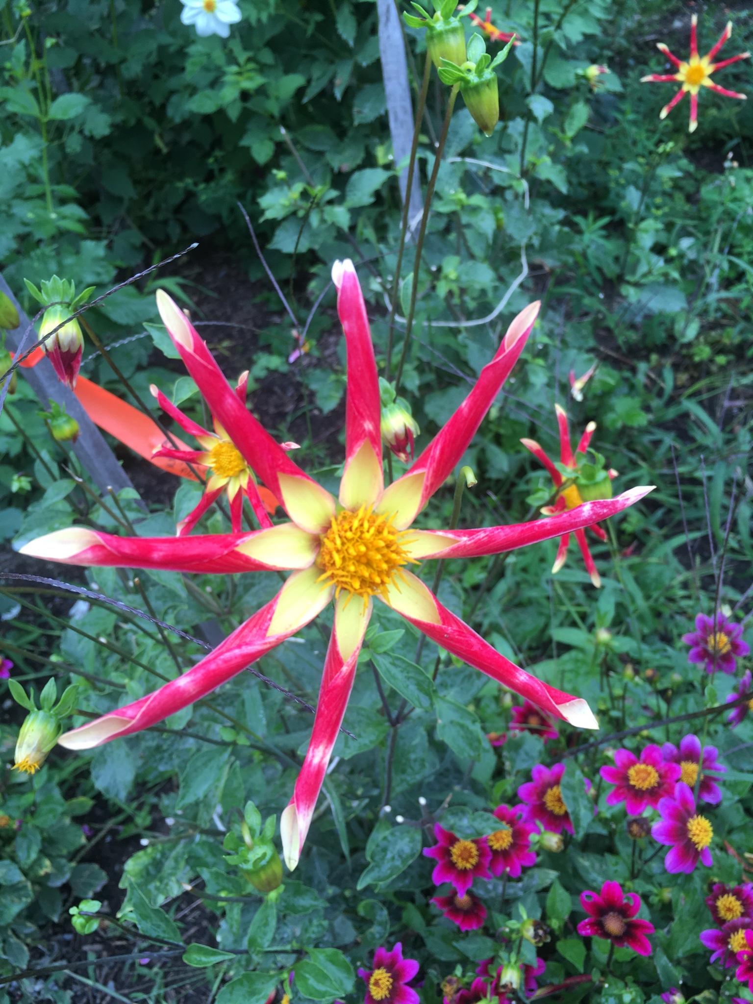 What is this flower? (Bellevue, WA) whatsthisplant