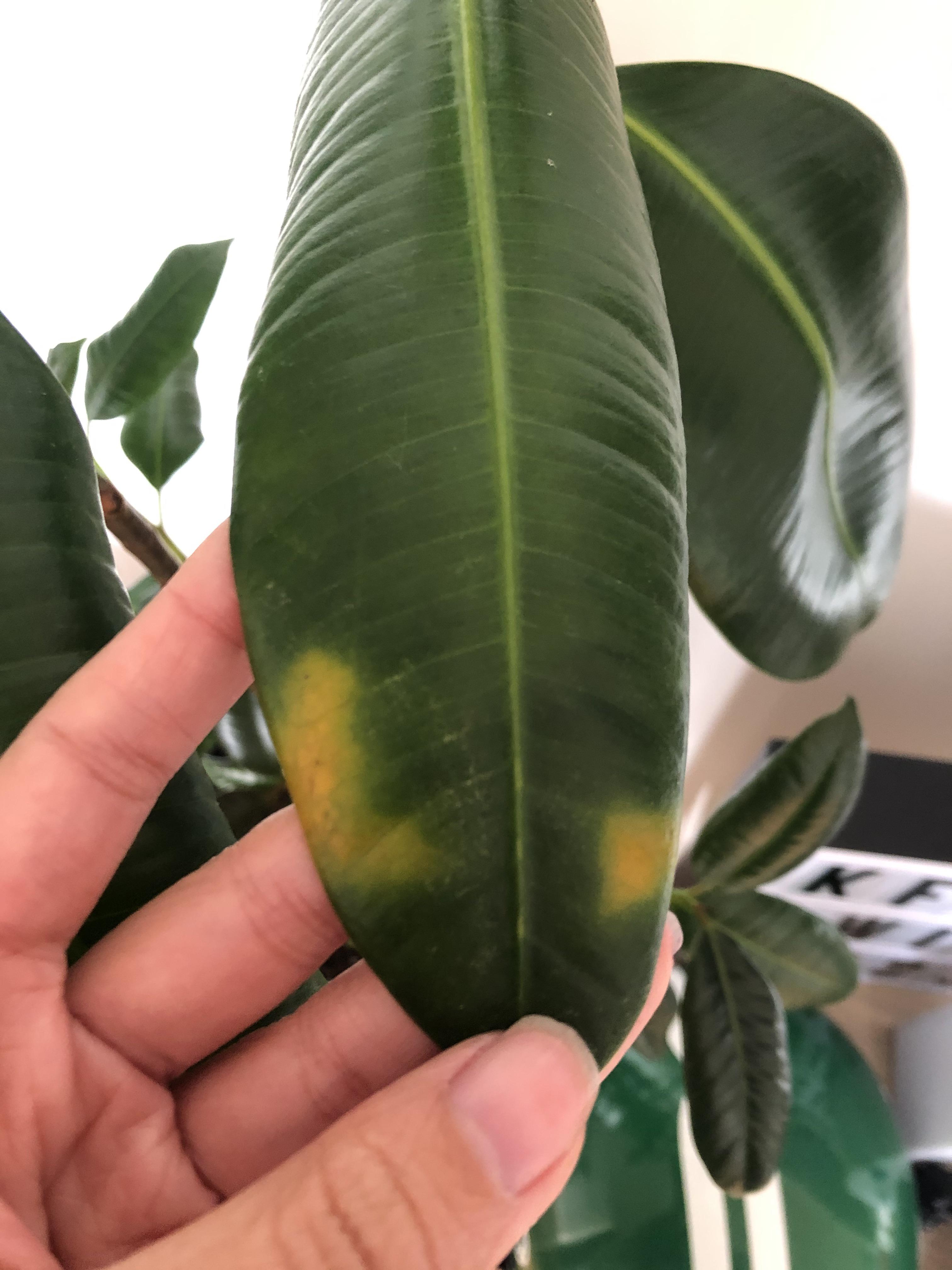 Why are there yellow spots on my rubber plant leaves? r/plantclinic