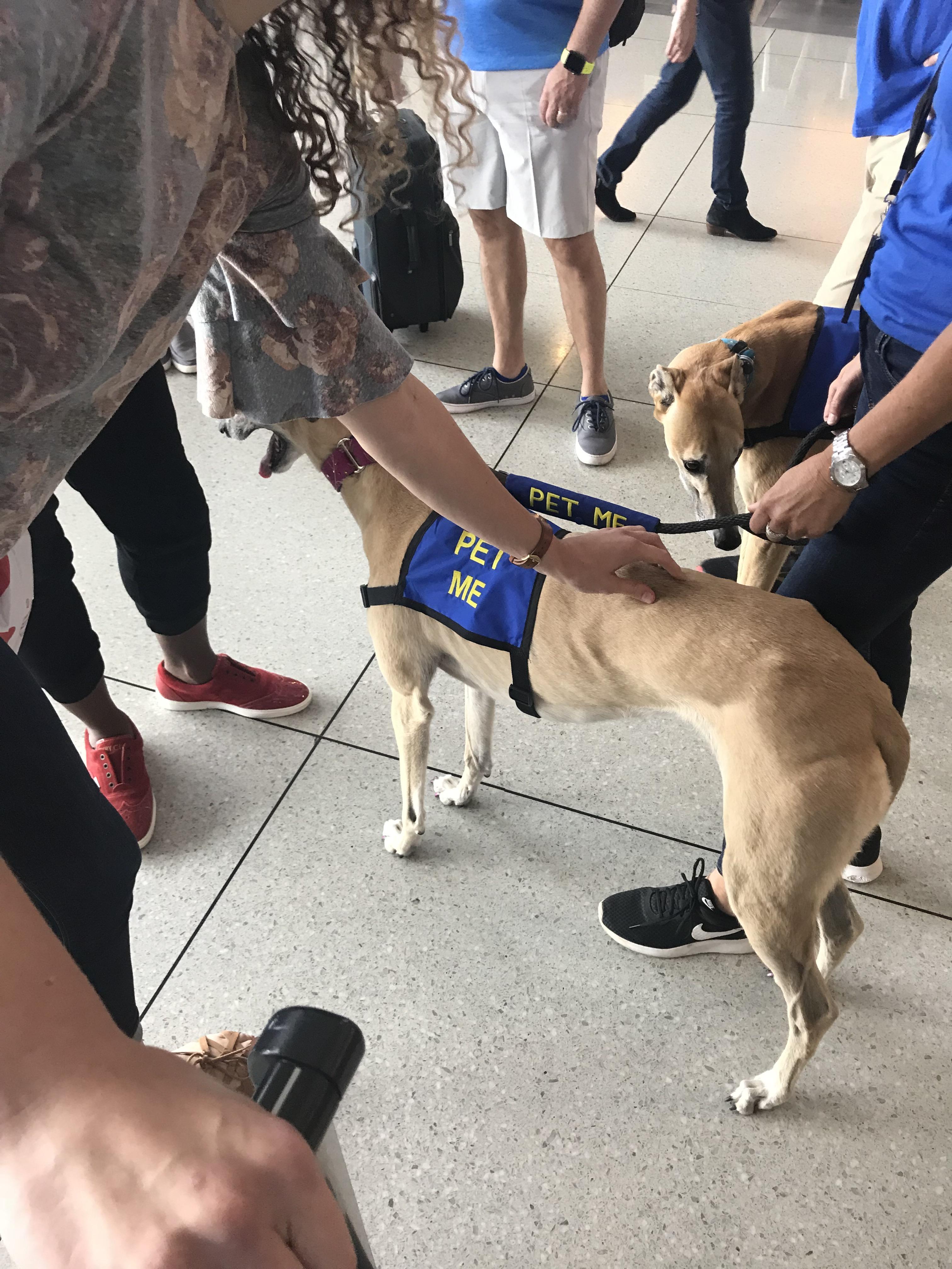 “PET ME” service dogs at the Charlotte Airport in North Carolina r