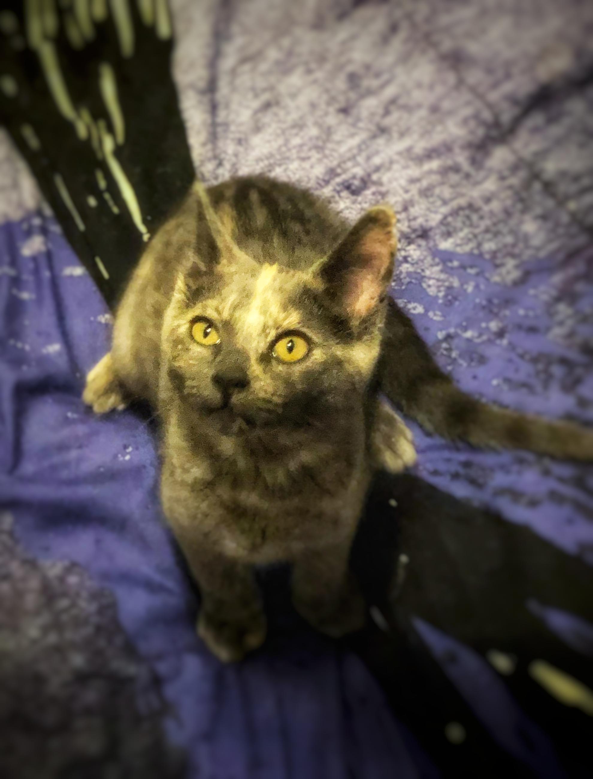 Meet our new kitten, Pumpkin. Possibly rename: Spoopy. : aww