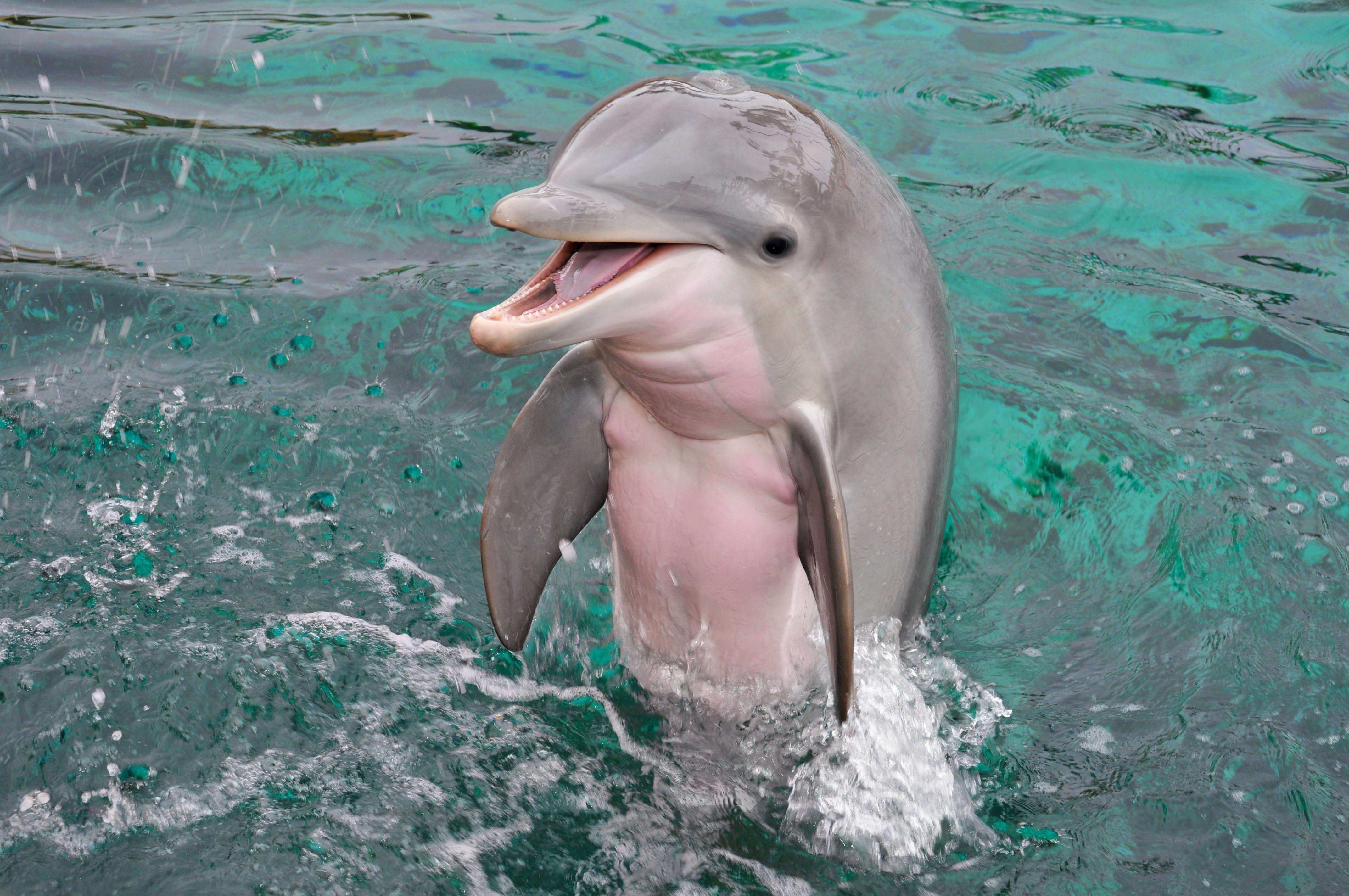 Cute little baby dolphin r/aww