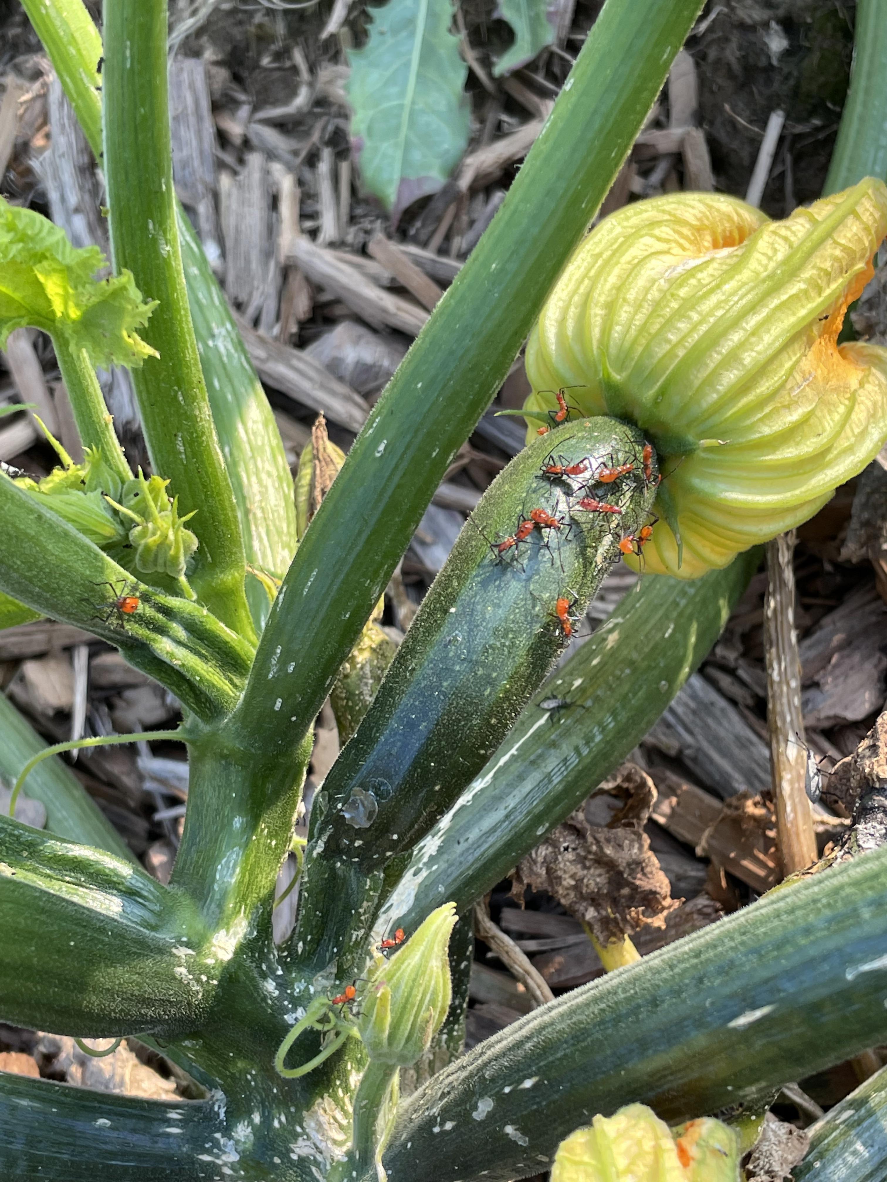 Are these ants eating my zucchini? r/vegetablegardening