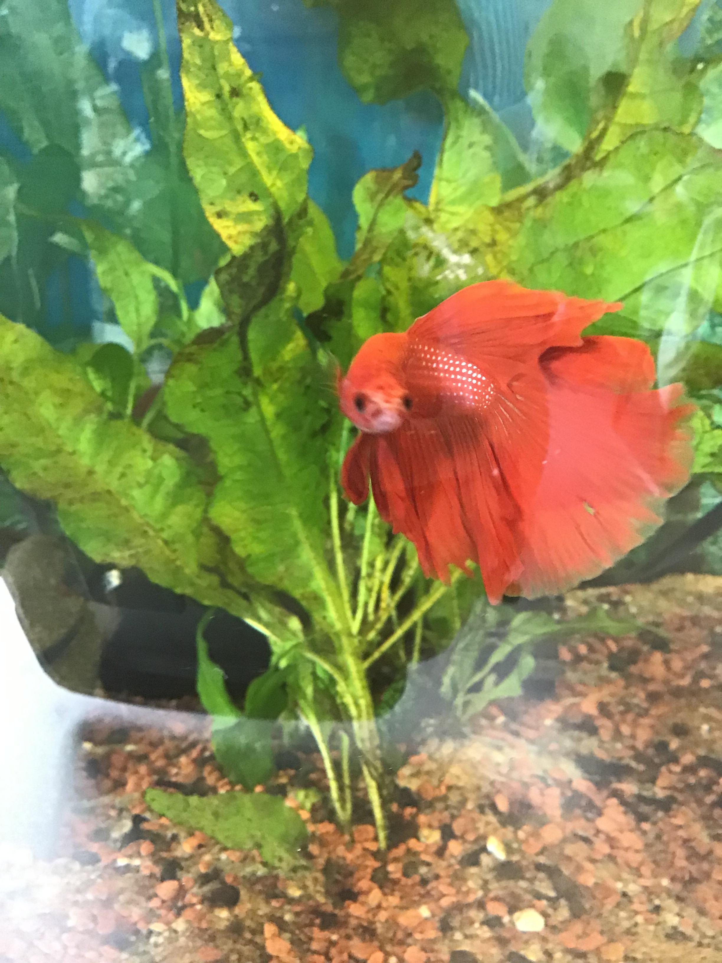 This beautiful betta in a classroom aquarium r/bettafish