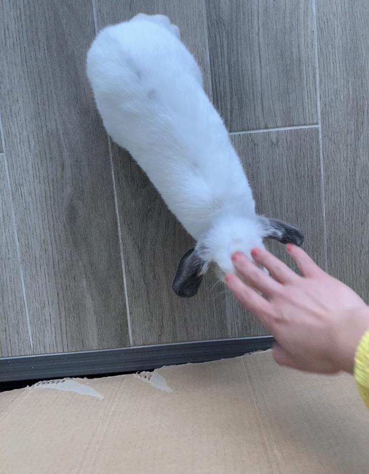 Is my 3month old bunny too skinny? She has unlimited alfalfa and oaten