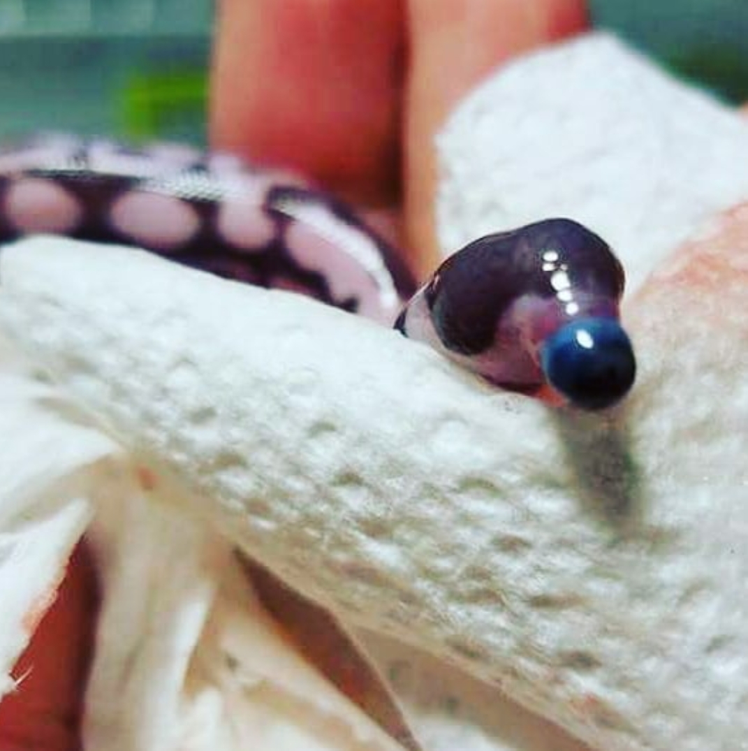 This baby ball python was born with a skull deformity resulting in it