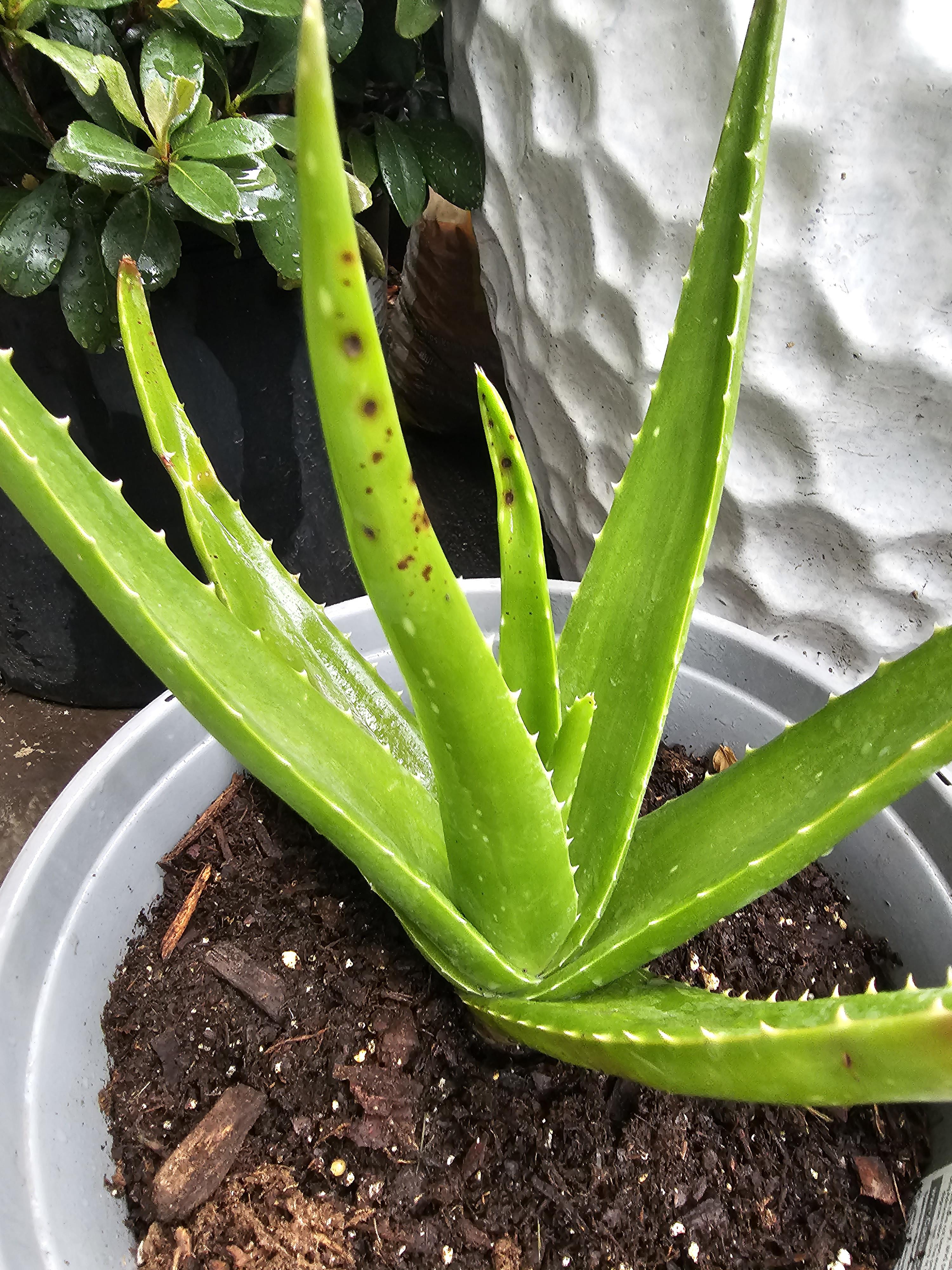 Aloe Vera plant has these brown spots... r/gardening
