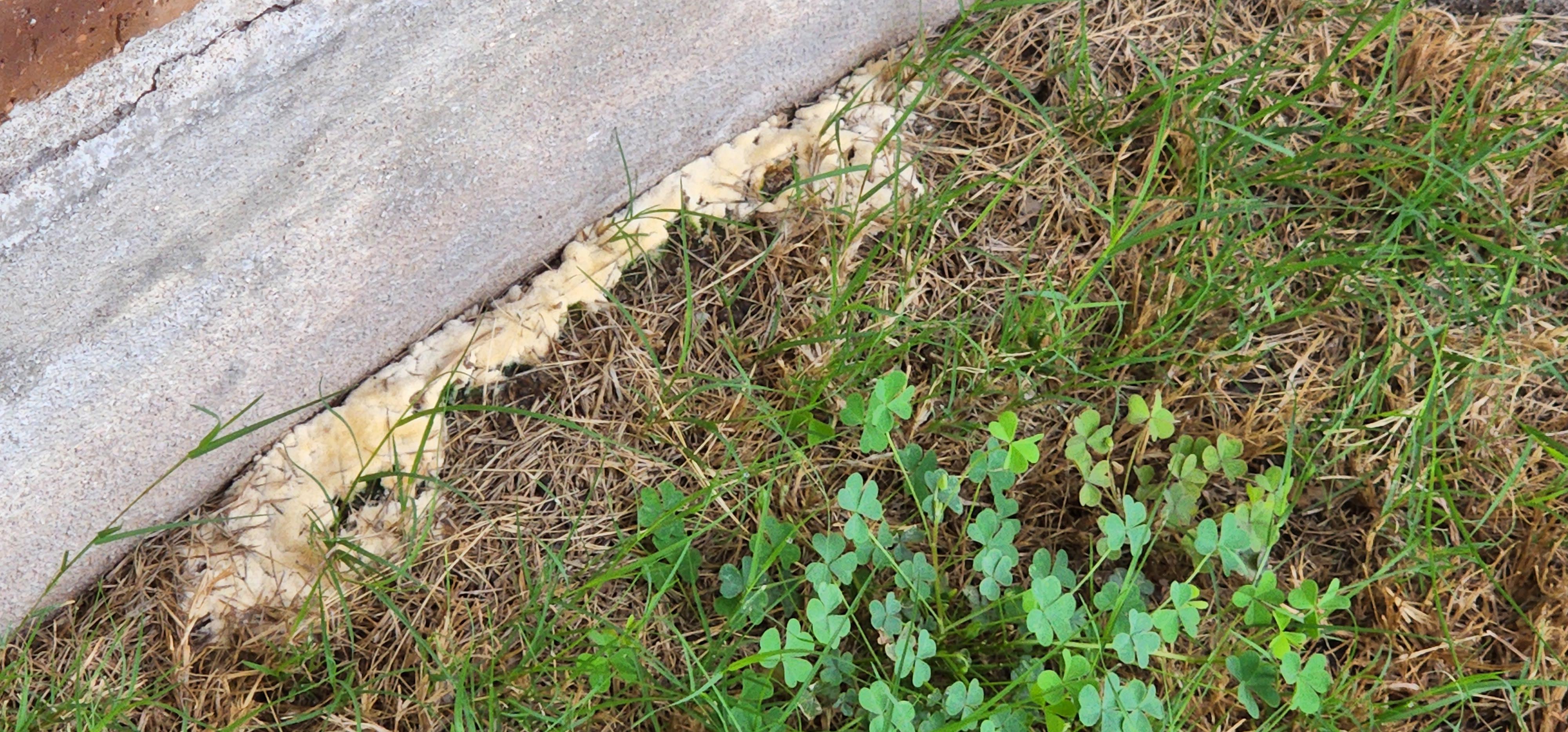 What is this white stuff growing in my grass? r/Lawncarewithpics