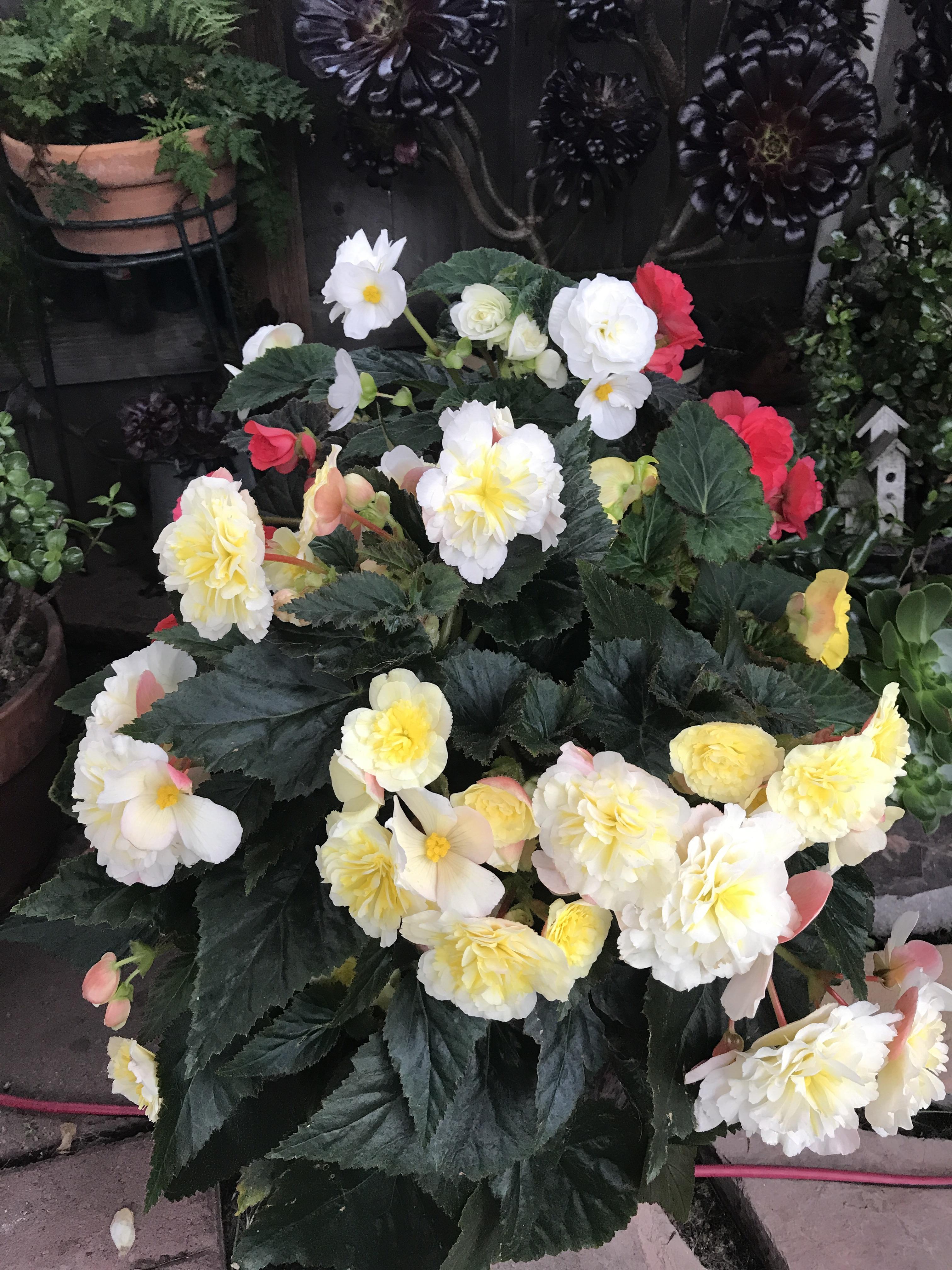 Second year for these begonias. Didn’t think they’d come back so robust