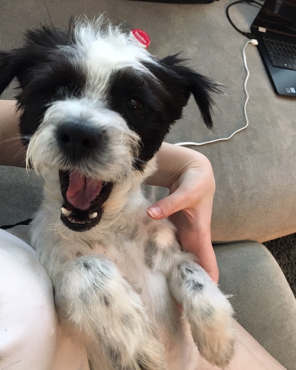 First grooming for baxter! r/aww