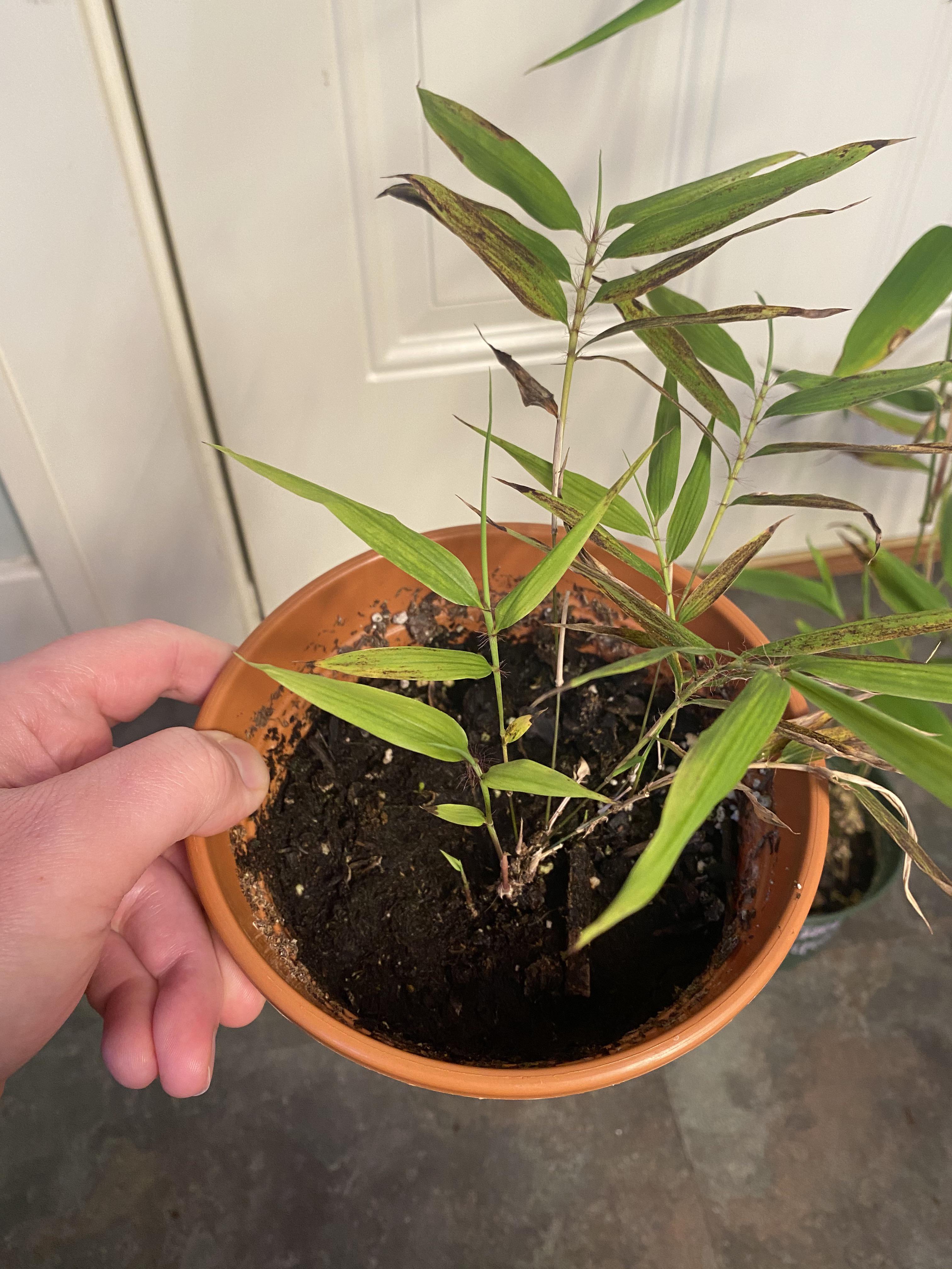 Golden bamboo in stock tank planters 1 or 2 plants per pot? Bamboo