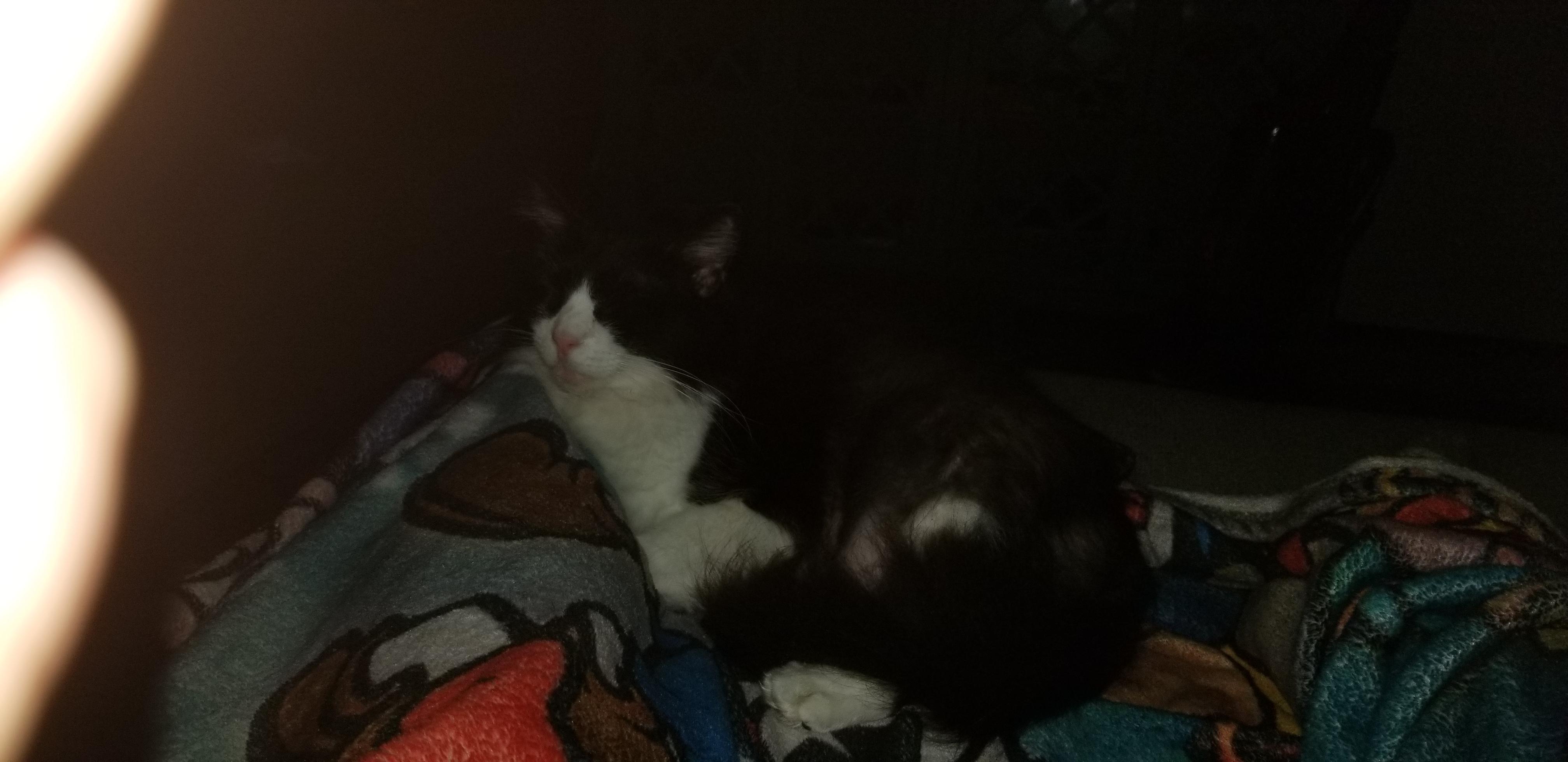 my 8 year old cat sleeping on my leg r/Eyebleach