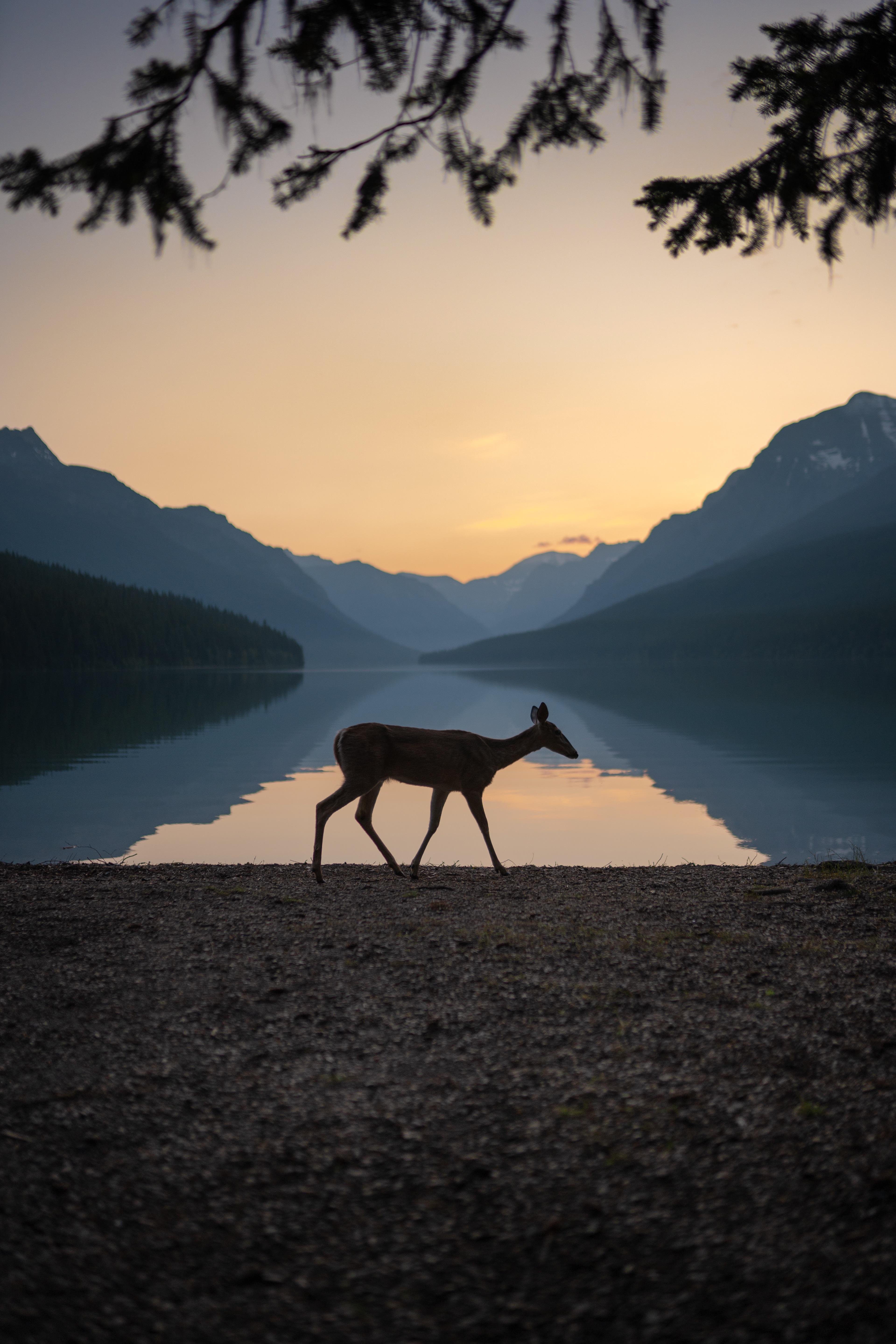 Interesting Photo of the Day Morning Deer