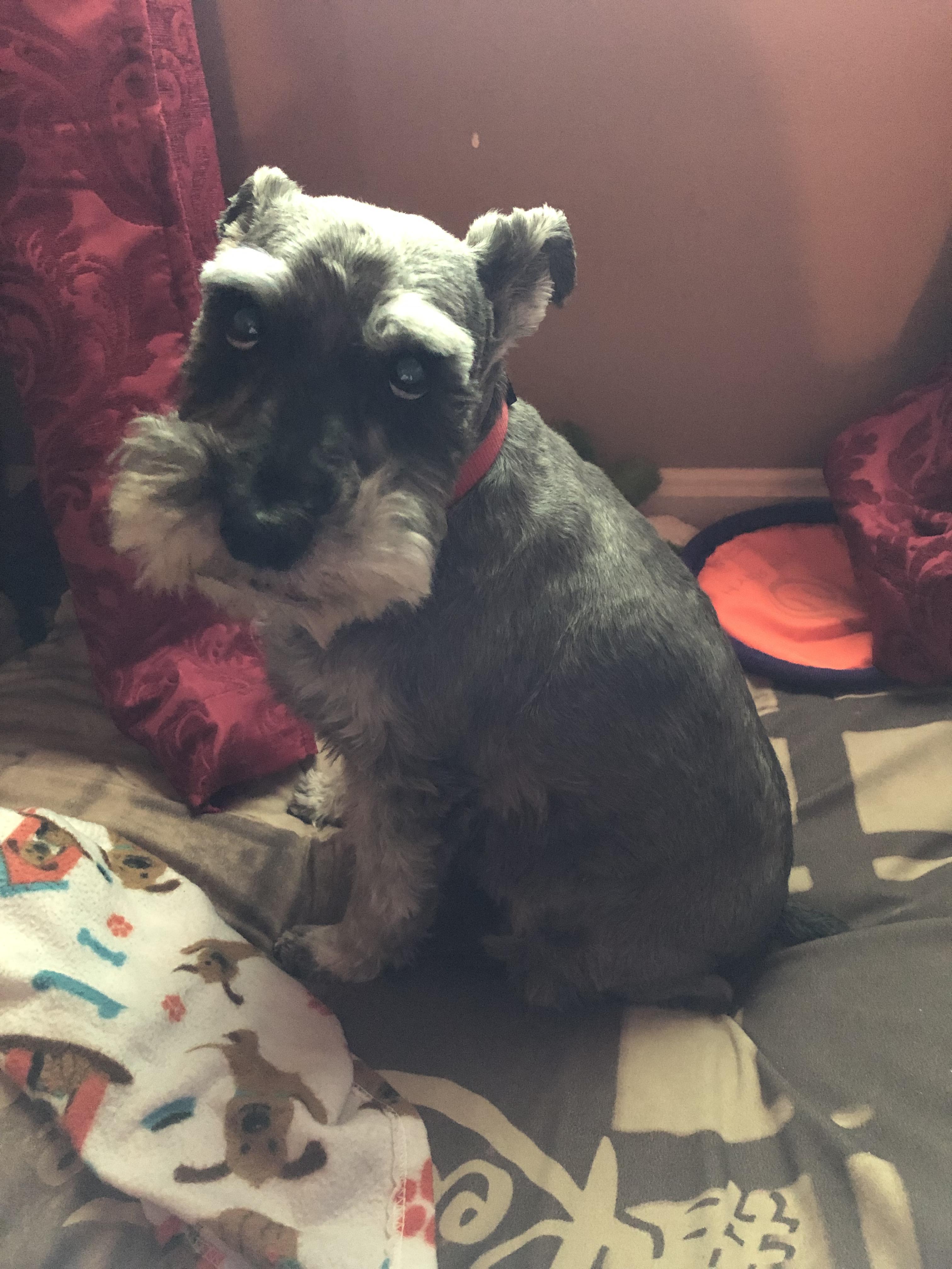 My mini schnauzer Reggie. He decided to give puppy dog eyes that day