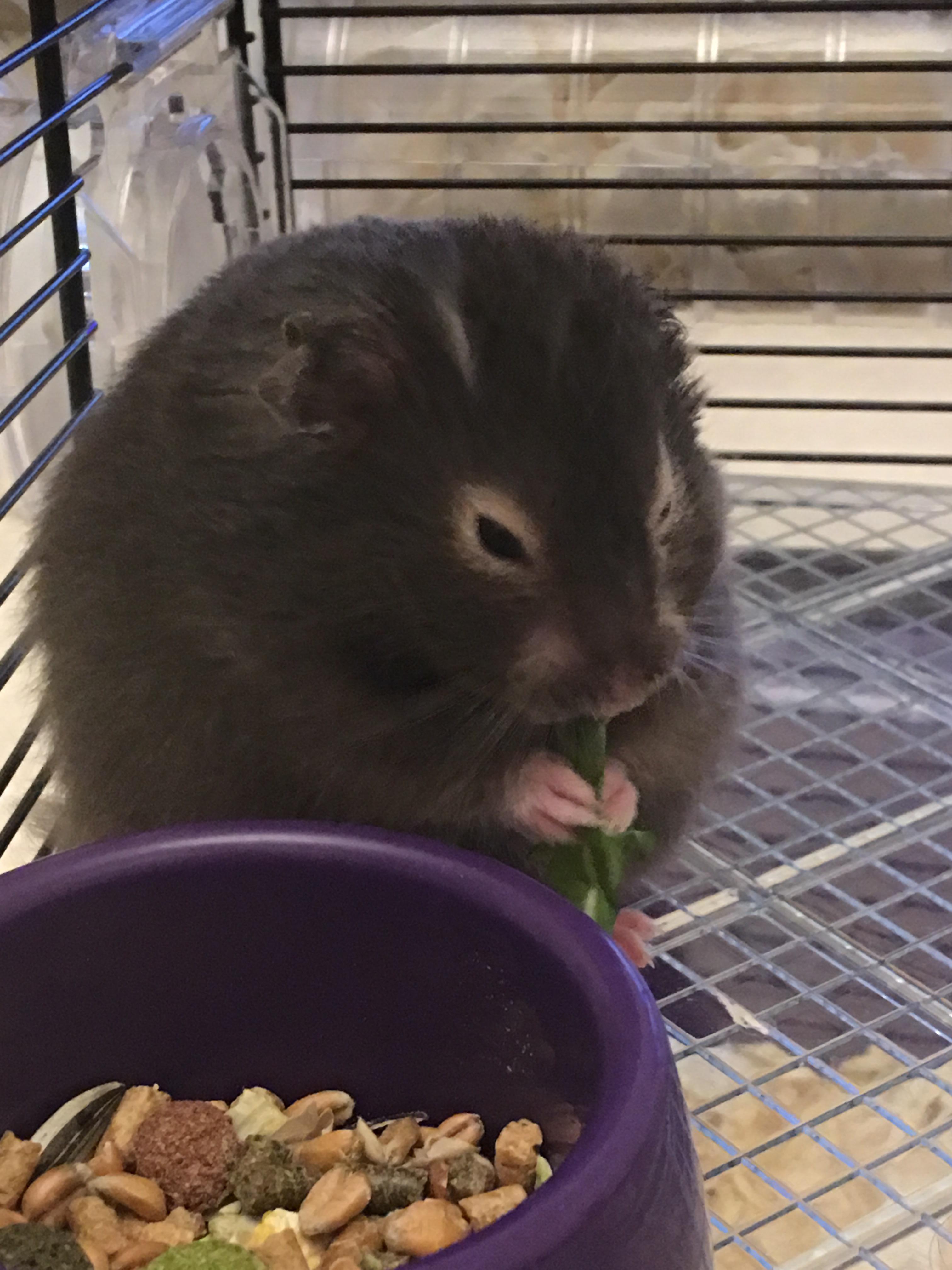 Dennis enjoying some leafy greens. r/hamsters