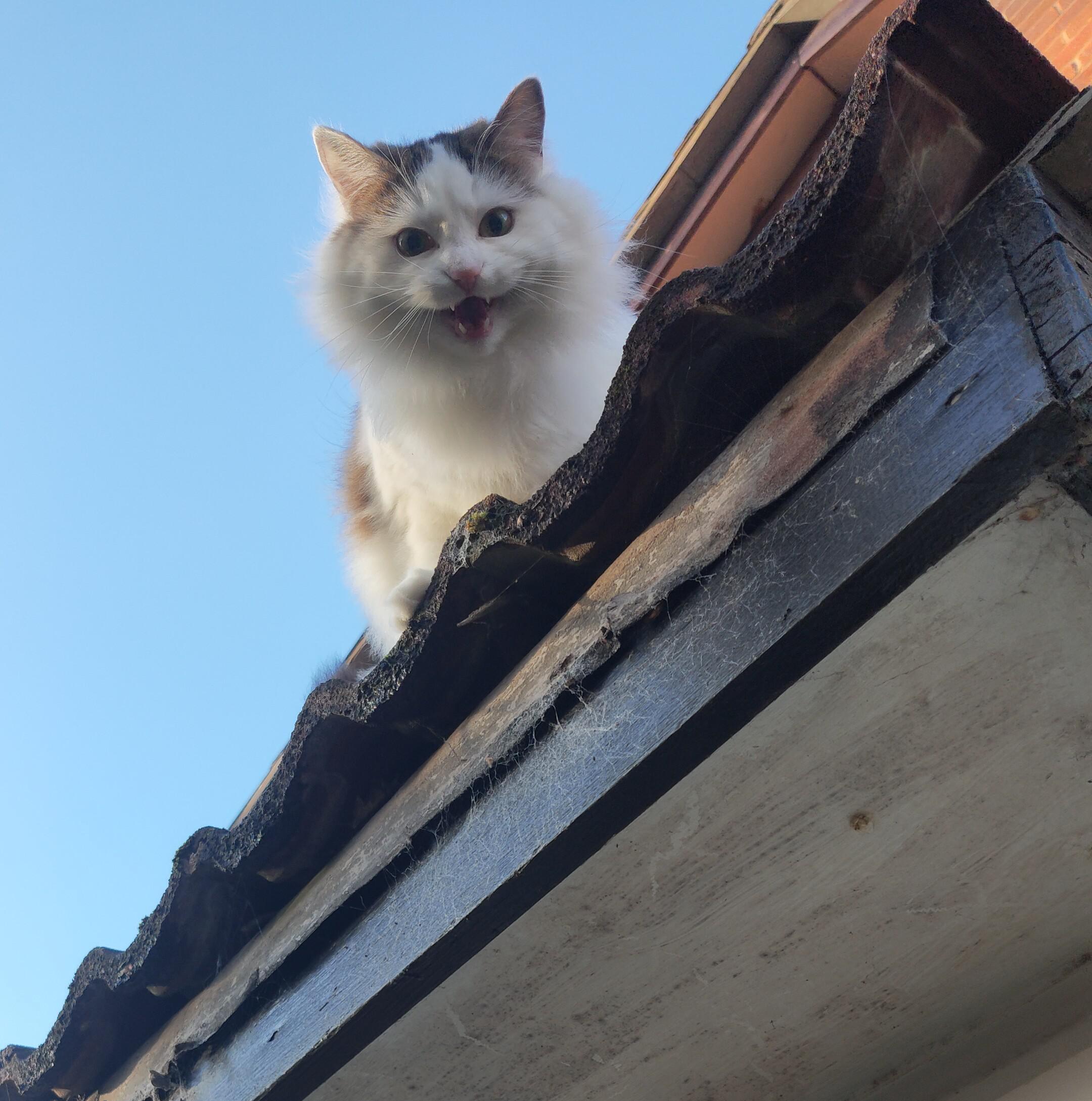 Stuck on the roof, please save me! r/Catswhoyell