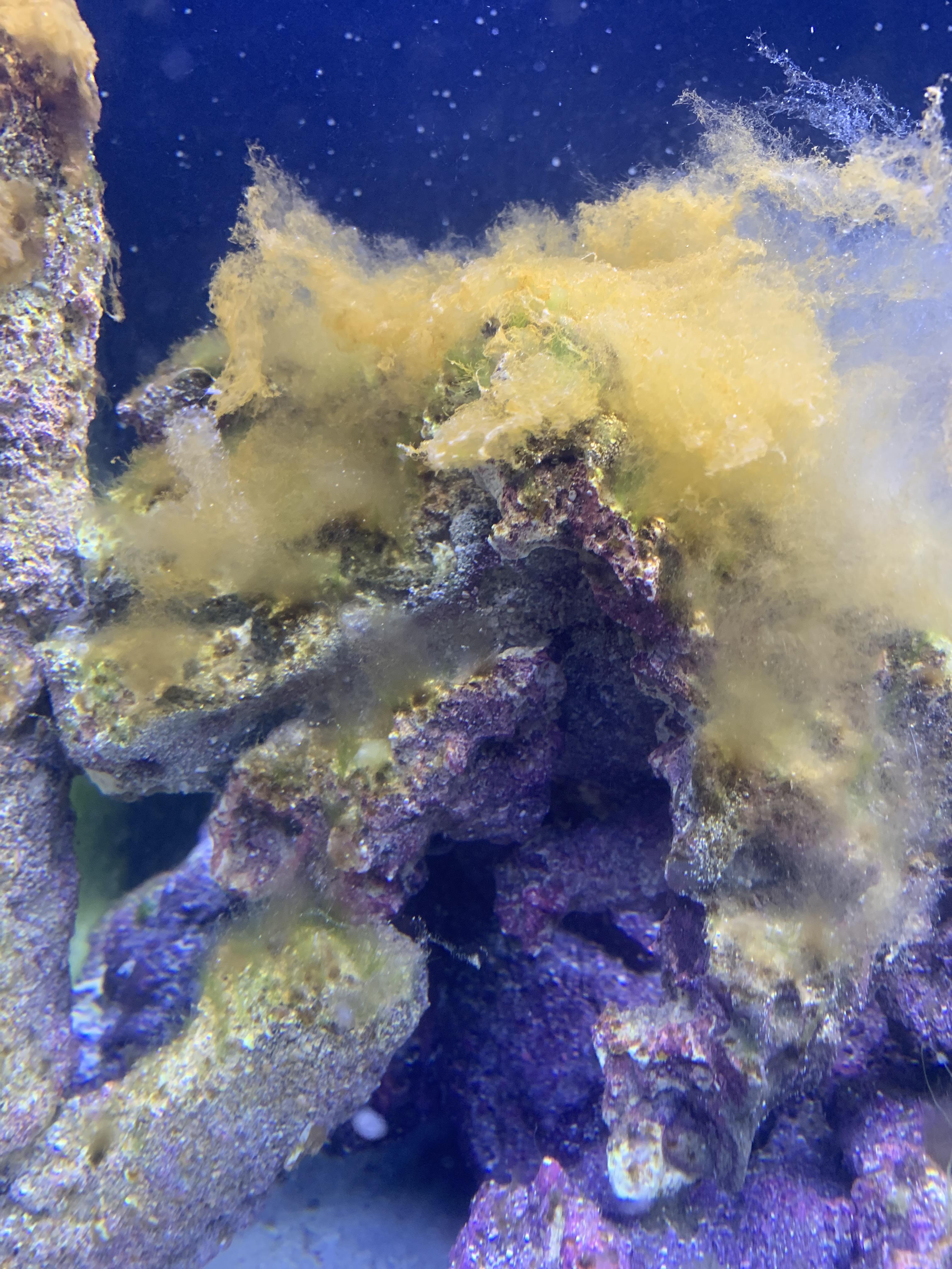 Id algae? How to get it out of my tank? r/ReefTank