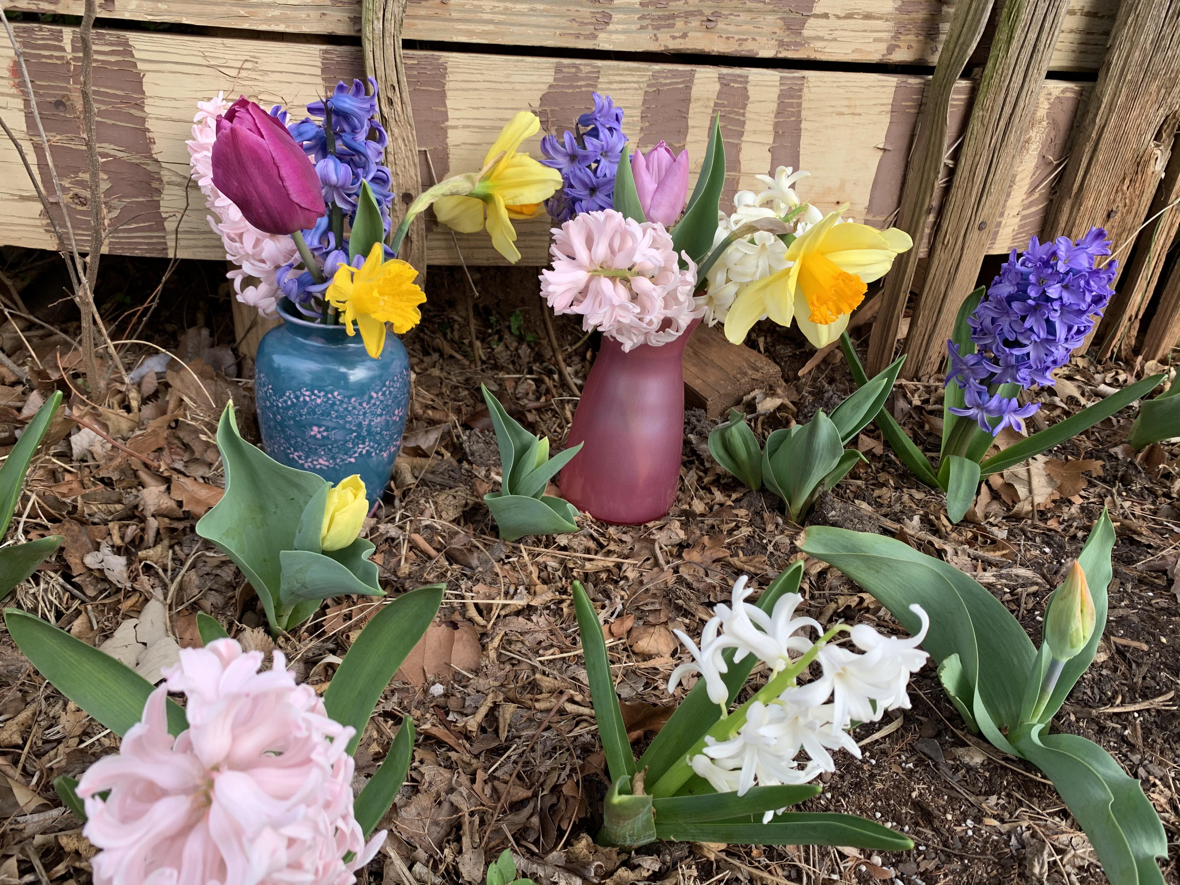 My first year growing bulbs! Planted 60 and they all came up! No way! r/gardening